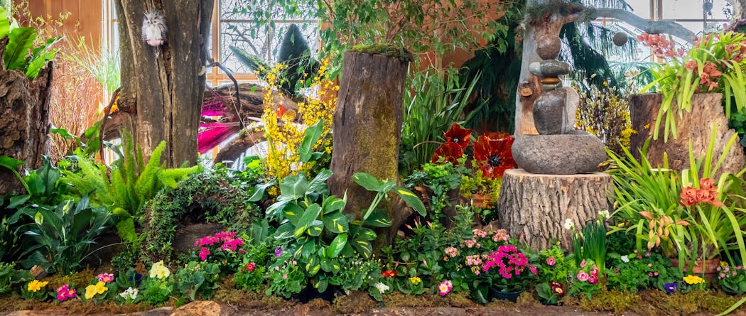 Moss, ferns, miniature hostas or wildflowers are among ideal things to plant on stumperies. Here, the Minnesota Landscape Arboretum offers a stumpery display with ideas on how to decorate with woody material during the 2023 spring flower show. 