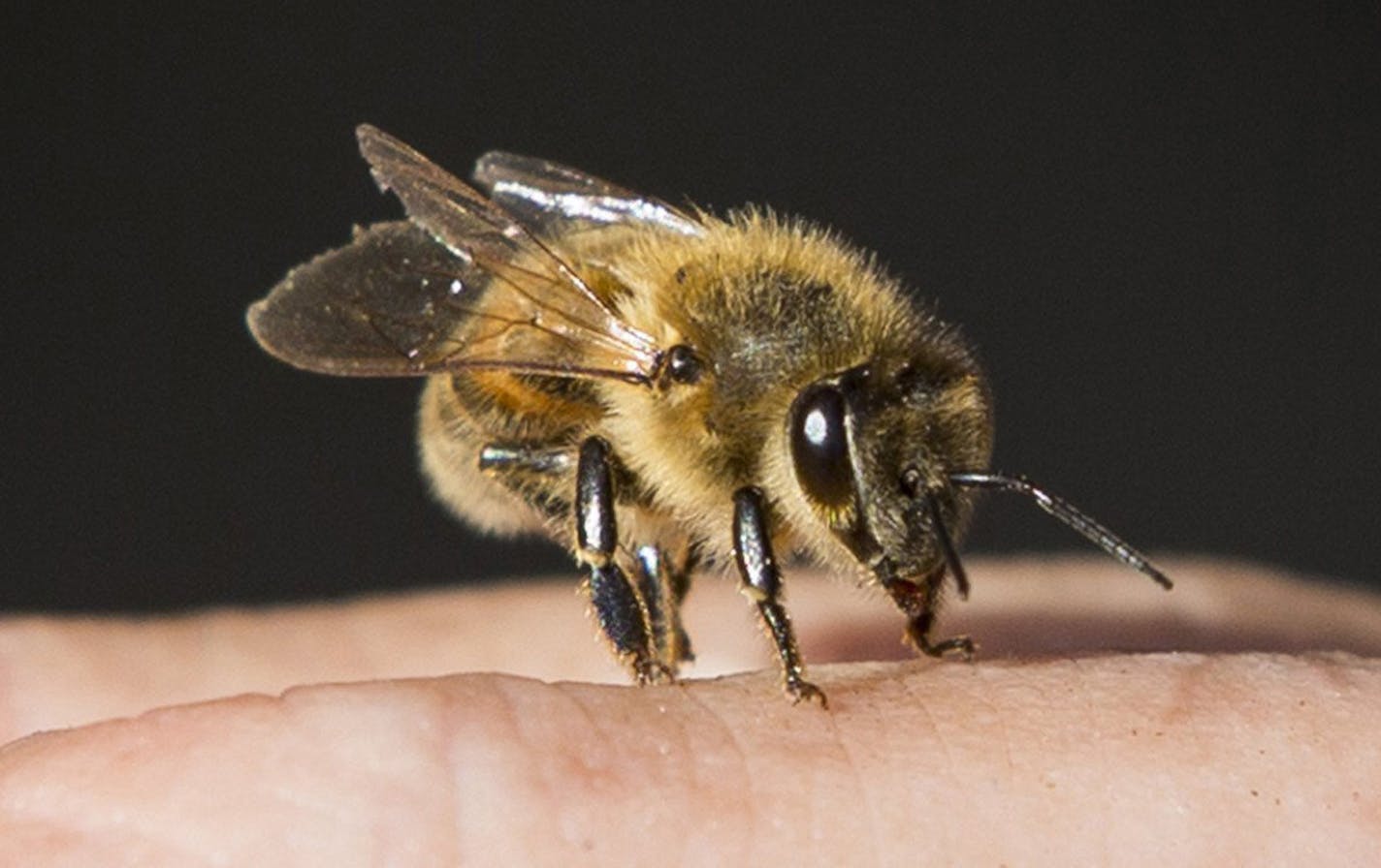 Allergists across the U.S. are warning of a shortage of a little-known but crucial product — honeybee, hornet and wasp venom extracts used in shots that prevent life-threatening reactions. Supplies of the extracts — which are made from venom gathered by hand from millions of individual insects — have been scarce since October. (Travis Heying/Wichita Eagle/TNS) ORG XMIT: 1205241