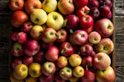 Sweetland Orchard in Webster has more than 100 varieties of apples. Recipes by Beth Dooley, Photo by Mette Nielsen, Special to the Star Tribune