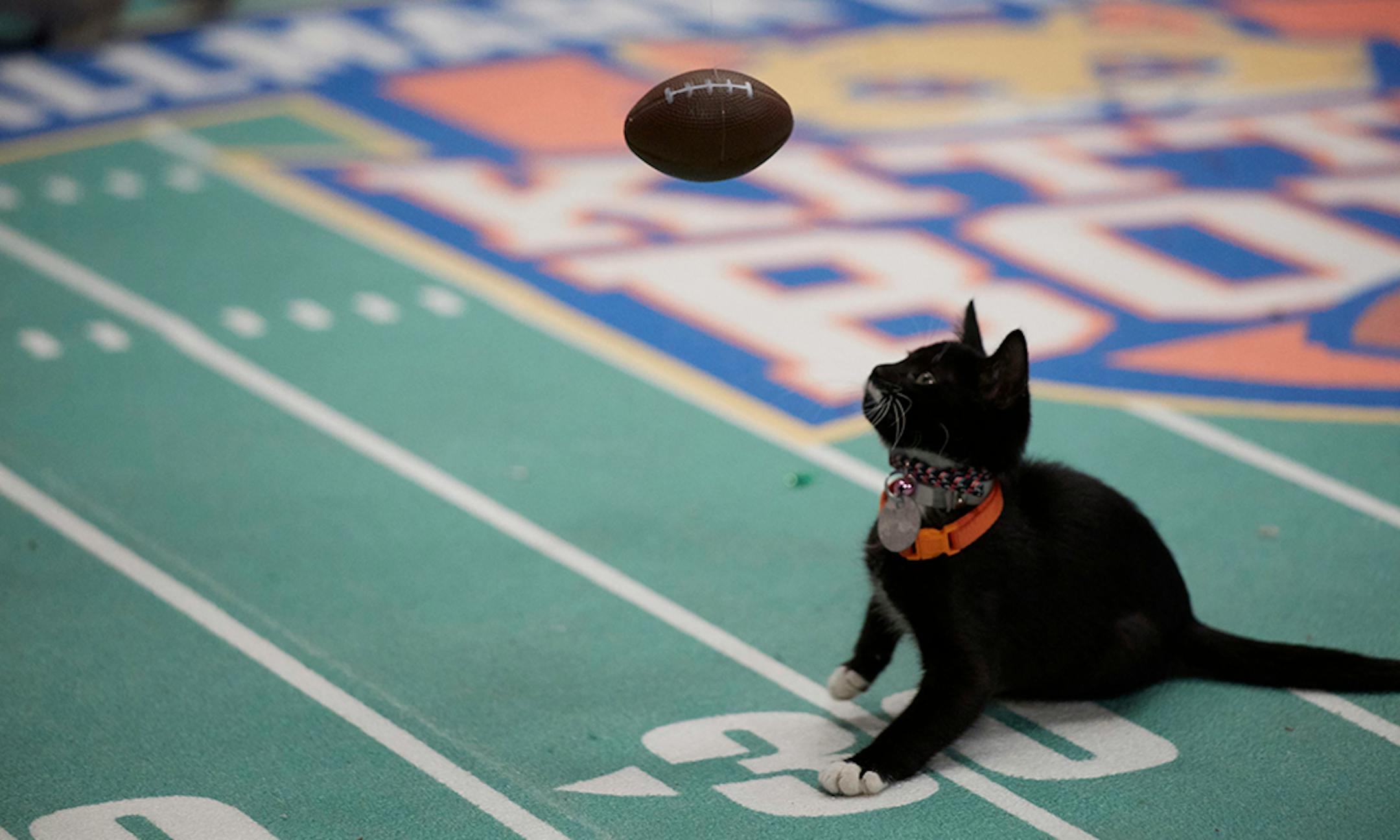 The Hallmark Channel's "Kitten Bowl" Photo: Credit: Copyright 2017 Crown Media United States LLC/Photographer: Marc Lemoine
