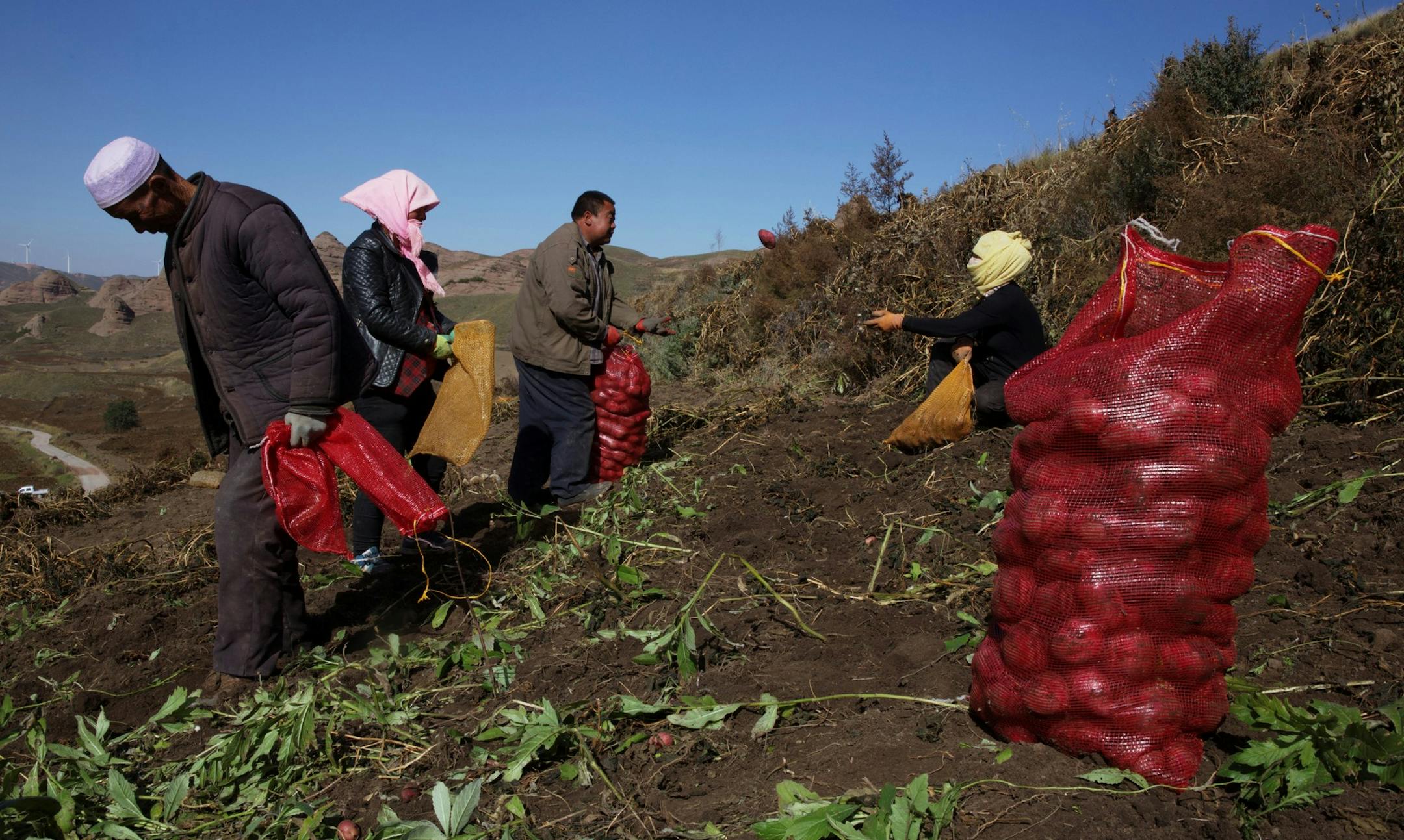 Workers harvest potatoes from a farm land in Guyuan in northwestern China's Ningxia Hui autonomous region Friday, Oct. 9, 2015. Potato crops are common in the arid region due to its drought resistant properties. (AP Photo/Ng Han Guan) ORG XMIT: XHG104