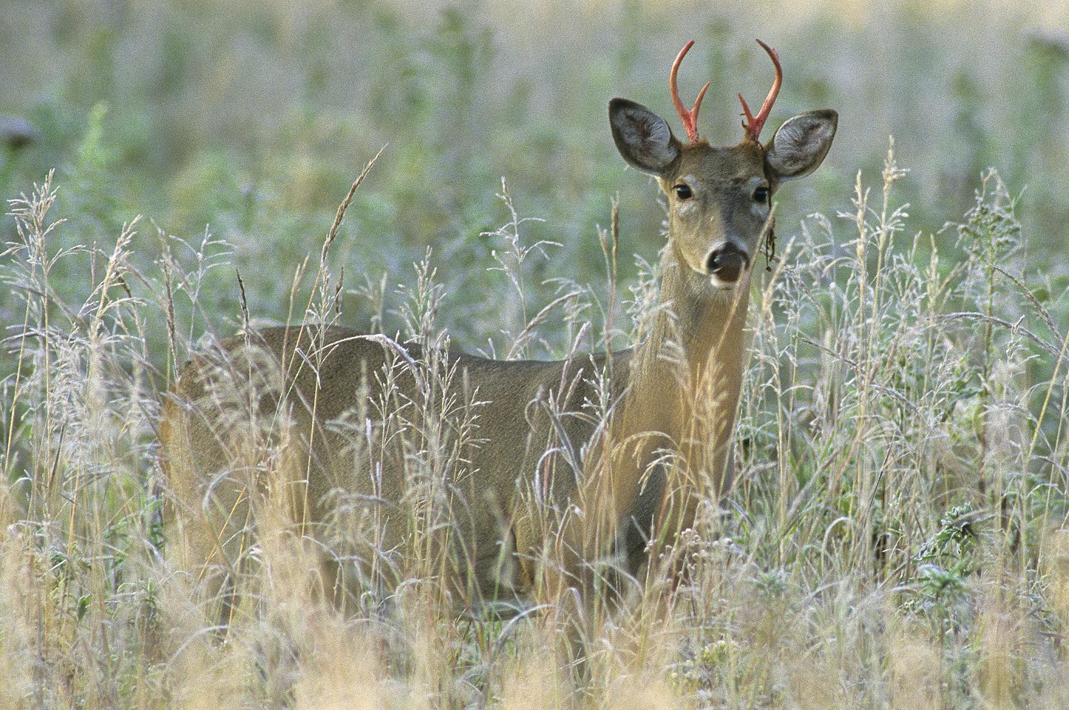 This young buck is in the process of shedding his velvet. Note the bloody antlers and strips of velvet hanging below his left eye.