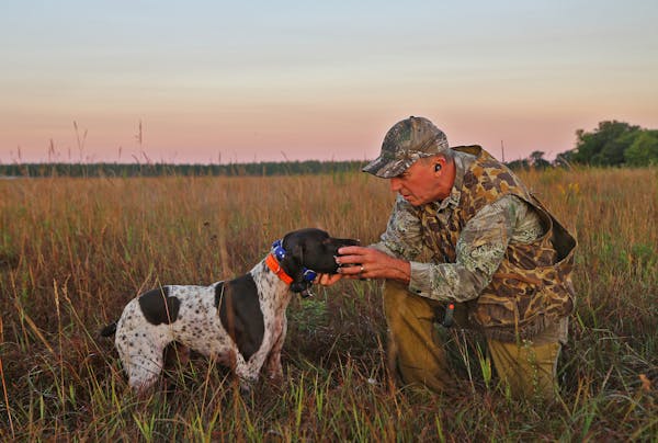 Rolf Moen of Brainerd receives a dove from his German shorthaired pointer, Sally, on the first day of the state's mourning dove season.