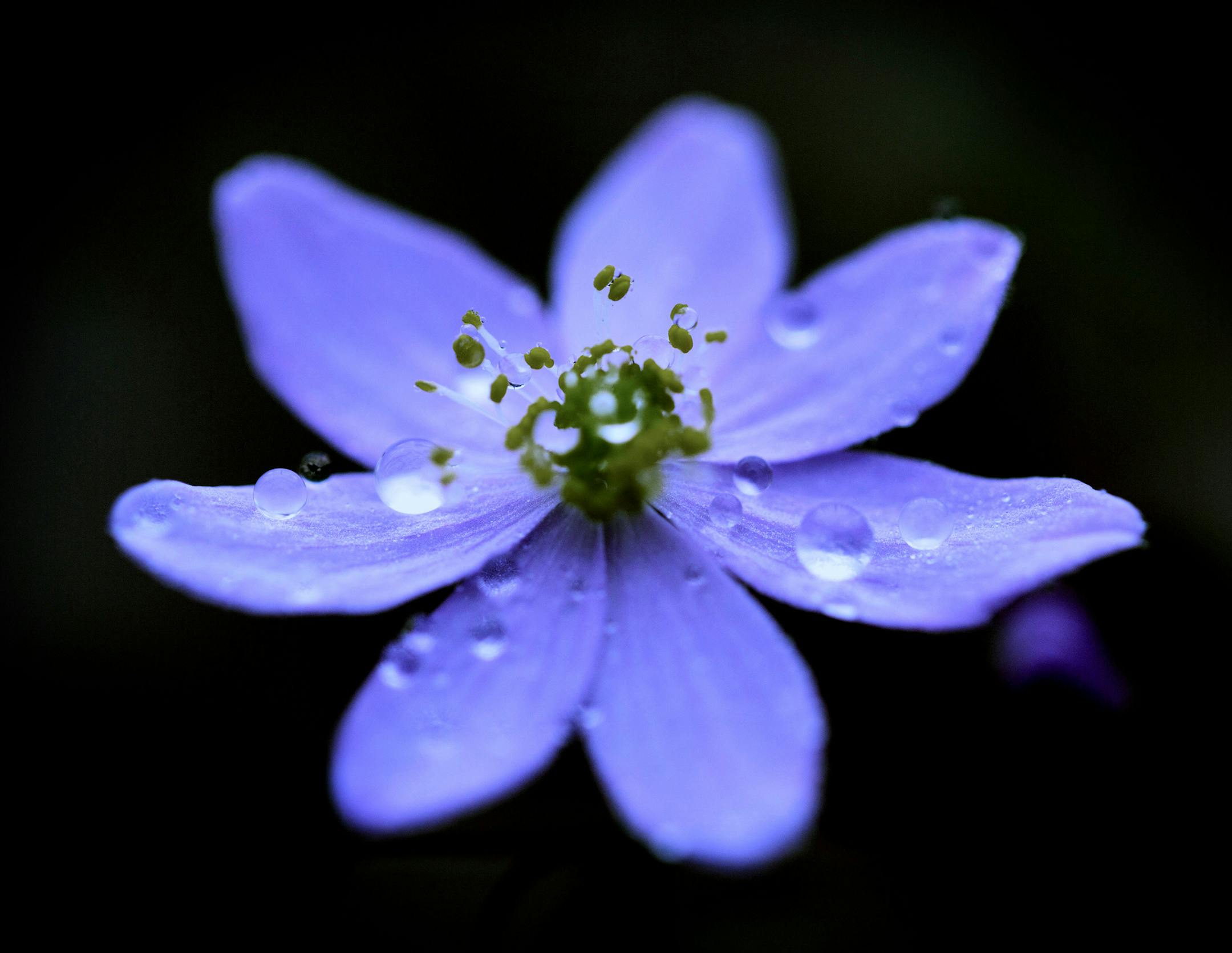 Hepatica flower blooms in early spring at Itasca State Park. ] BRIAN PETERSON • brian.peterson@startribune.com Itasca State Park, MN 08/18/14 ORG XMIT: MIN1408181218187254