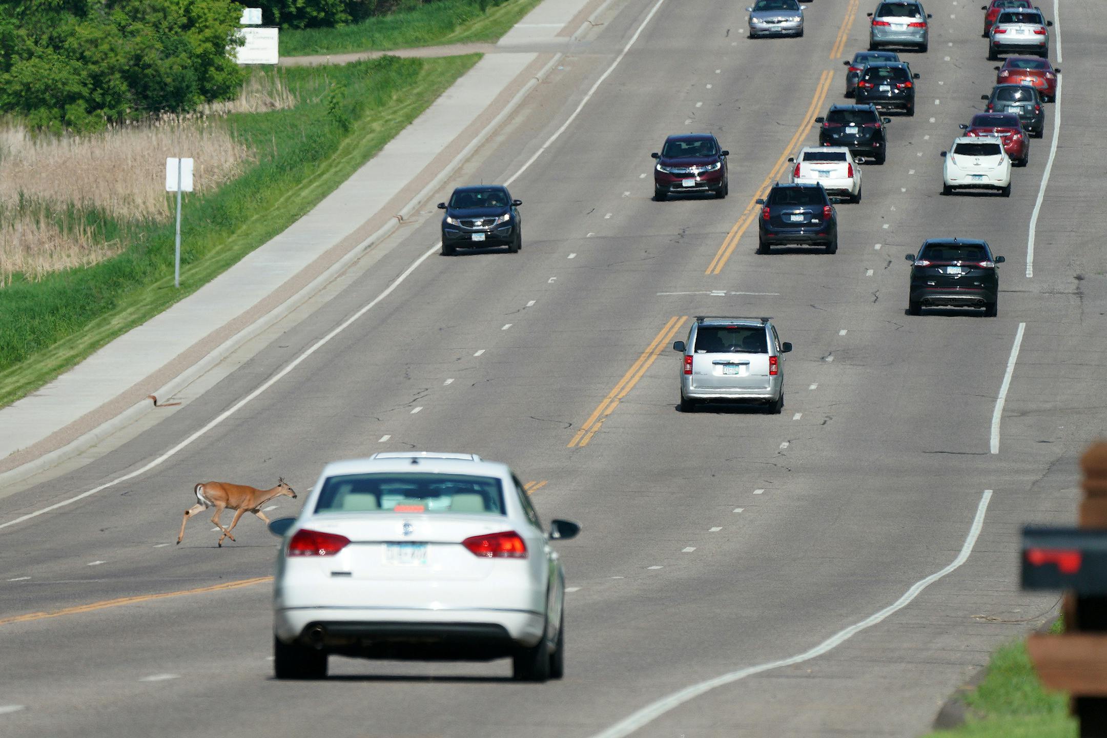 Cars slowed for a deer as it crossed W. Larpenteur Avenue in Roseville in 2019.