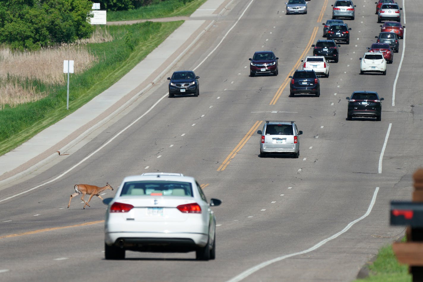 Cars slowed for a deer as it crossed W. Larpenteur Avenue in Roseville in 2019.