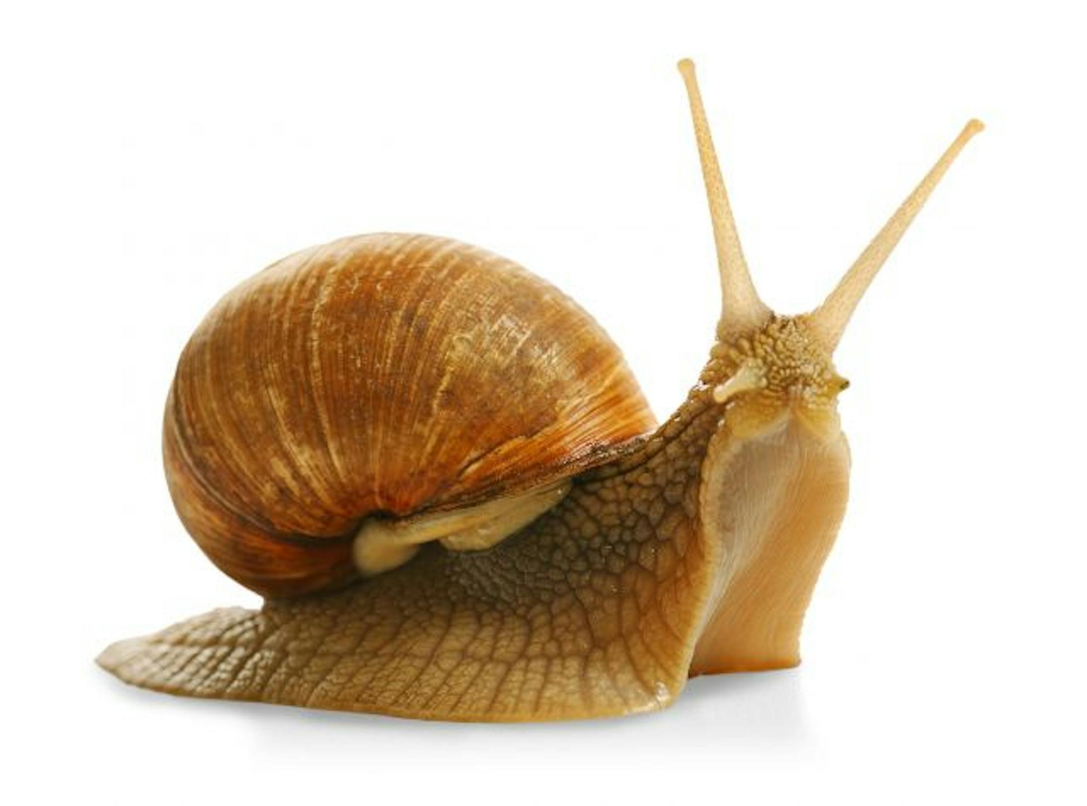 snail
