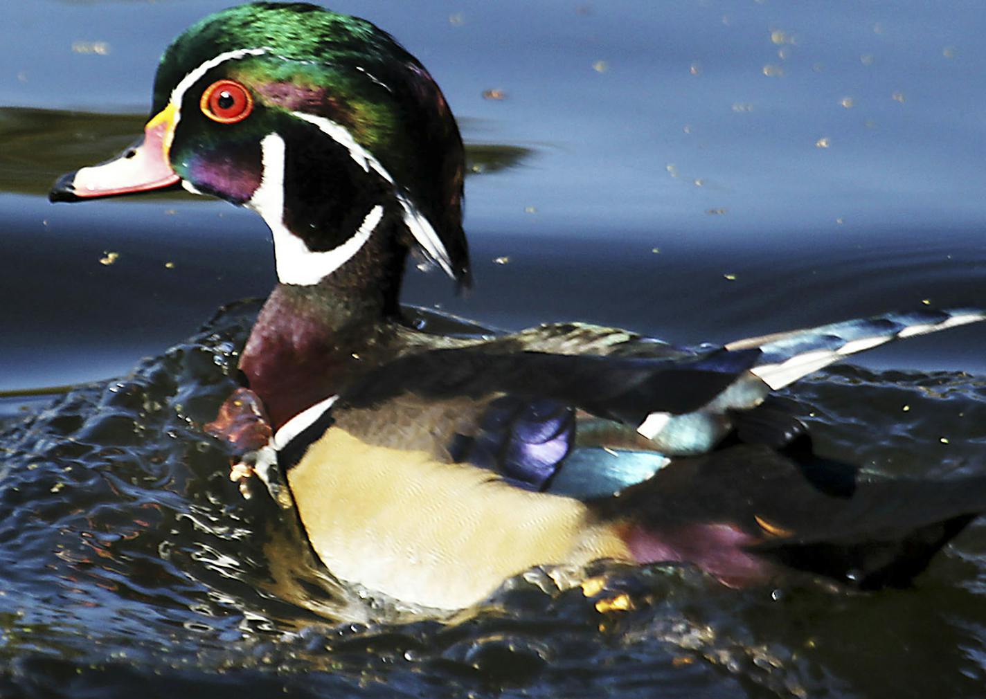 DAVID JOLES Â¥ djoles@startribune.com - Oct. 5, 2010 - Minneapolis, MN - ] Fall colors have begun to show and summer-like weather brought people out to admire the leaves in Powderhorn Park. In this photo:] The most colorful of local waterfowl, a drake wood duck swims the waters of Powderhorn Lake. Not long for Minnesota, the first hard freeze will send the wood duck south for the winter. ORG XMIT: MIN2013020113133574