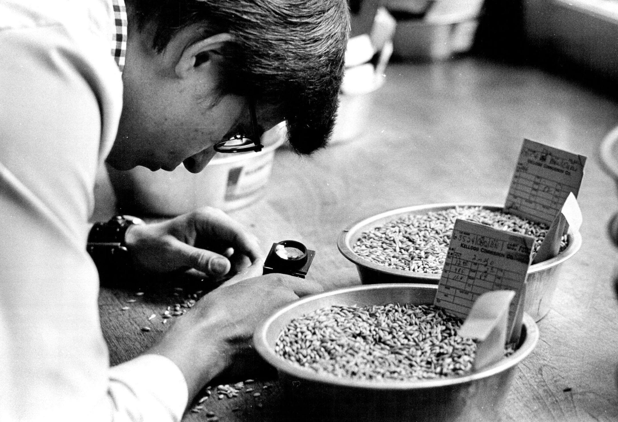 October 14, 1973 Traders may examine grain samples at tables on the trading floor. The room is lit only with natural light &#xd1; no over-head electric fixtures &#xd1; because grain is believed to look different under artificial light. Minneapolis Sunday Tribune ORG XMIT: MIN2017012318311017