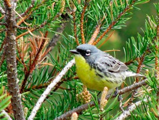 A Kirtland’s warbler perches on a branch in the jack pine forests of northern Michigan The warbler was on the brink of extinction 30 years ago.