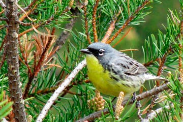 A Kirtland’s warbler perches on a branch in the jack pine forests of northern Michigan The warbler was on the brink of extinction 30 years ago.