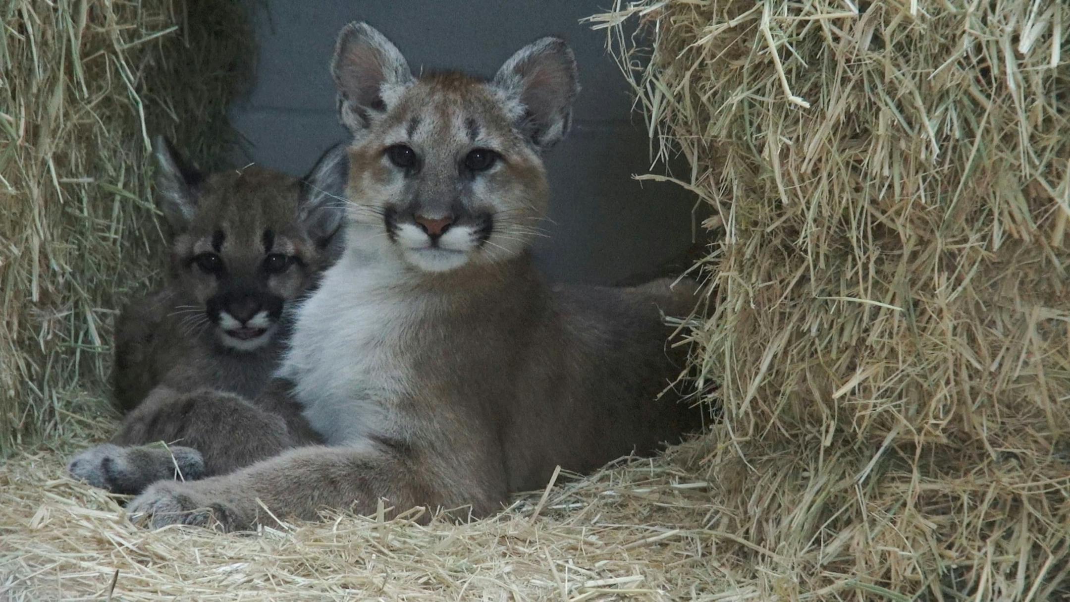 Two orphaned puma cubs that were being cared for by staff at Oakland Zoo are now living at Como Zoo.