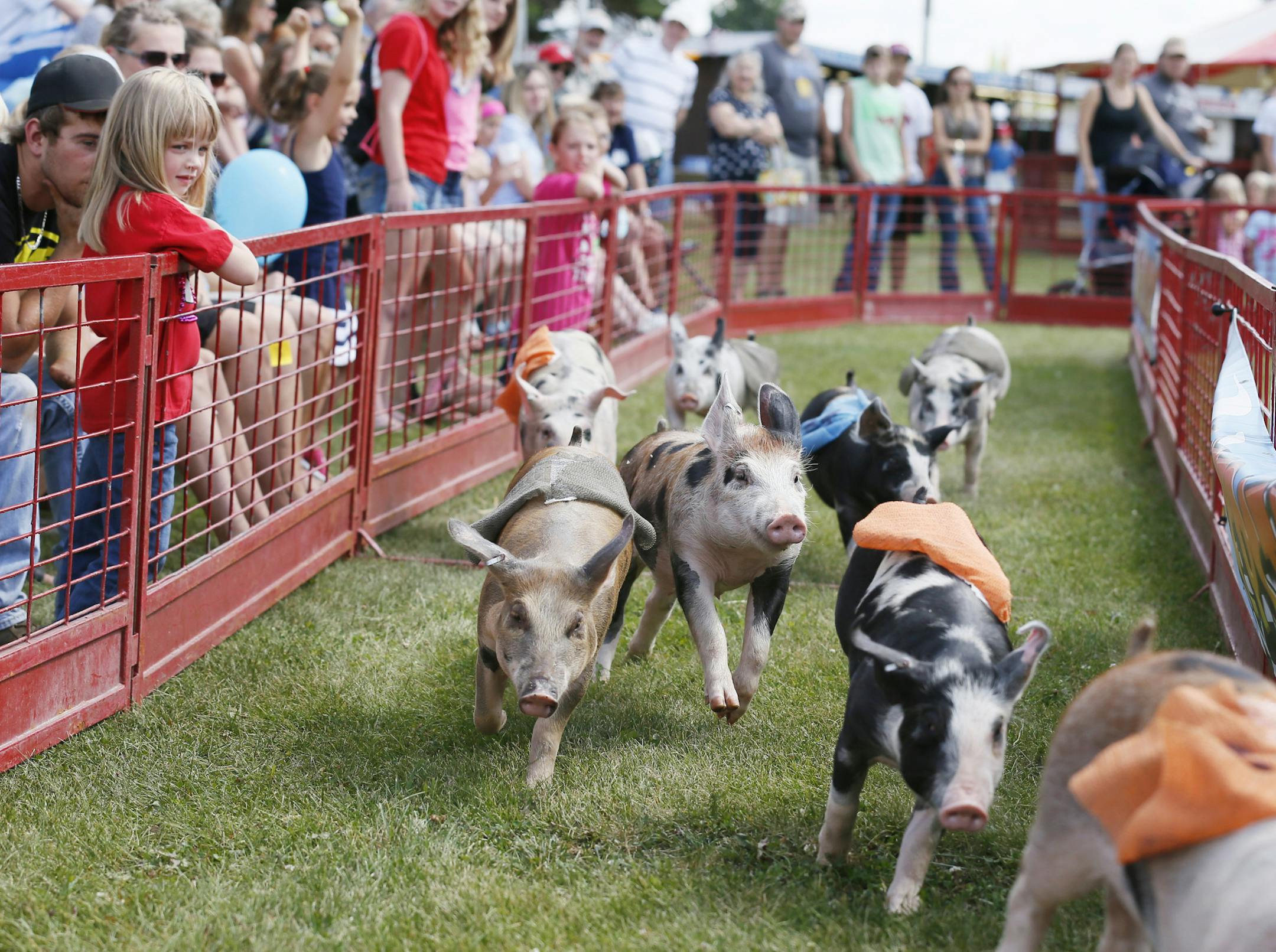 Pigs ran in the Swinetime pig race for a cookie during the 142nd annual Washington County fair in Baytown MN. July 30,2013.] JERRY HOLT ‚Ä¢ jerry.holt@startribune.com