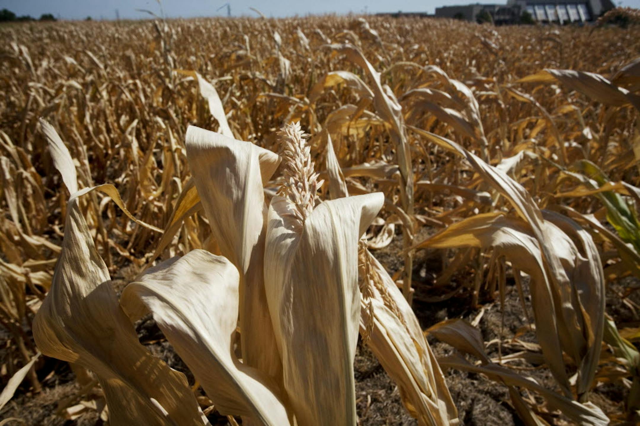 A cornfield in drought near Delano, Kan.