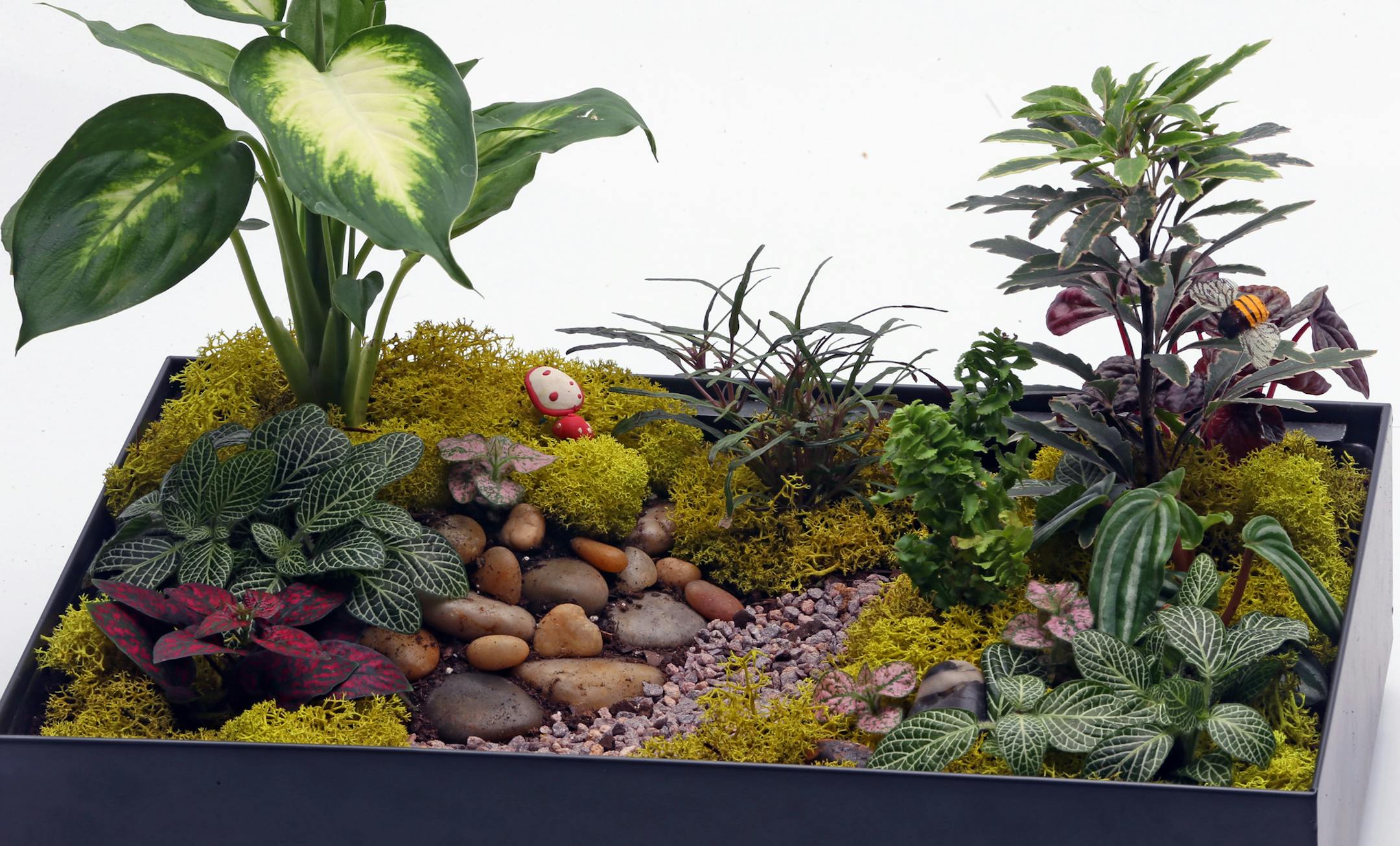 Terrariums area way for gardeners to keep their green thumbs in shape all winter long, photographed on 12/17/13.] Bruce Bisping/Star Tribune bbisping@startribune.com