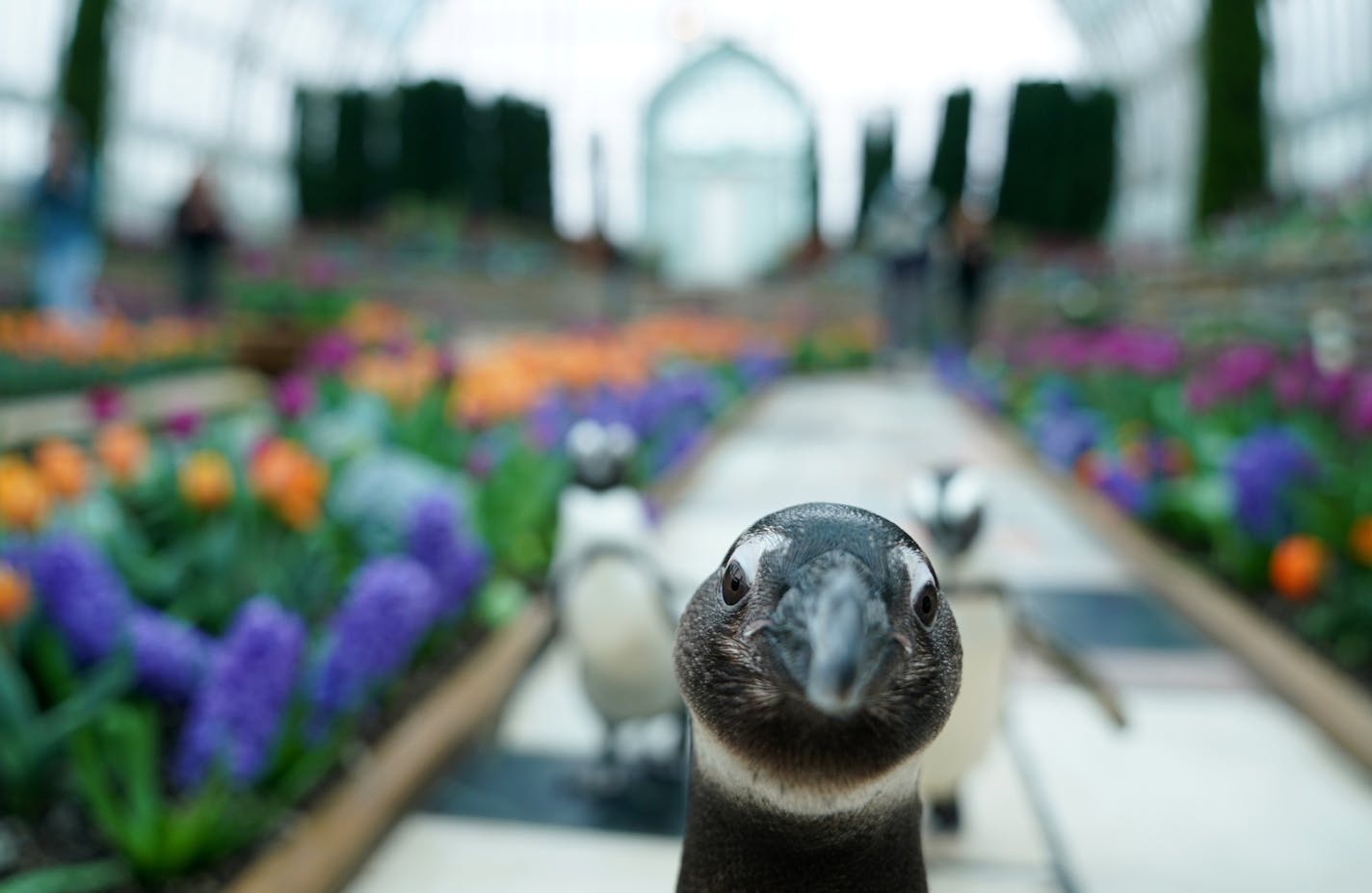 Amahle, center, led Cupid and BJ around as they took a walk through the Sunken Garden at the Marjorie McNeely Conservatory Friday. ] ANTHONY SOUFFLE &#x2022; anthony.souffle@startribune.com Keepers at the Como Zoo took a trio of African black footed penguins Amahle, Cupid, and BJ out for a stroll around the Sunken Garden at the Marjorie McNeely Conservatory as part of the enrichment program for the ambassador birds Friday, April 3, 2020 in St. Paul, Minn.