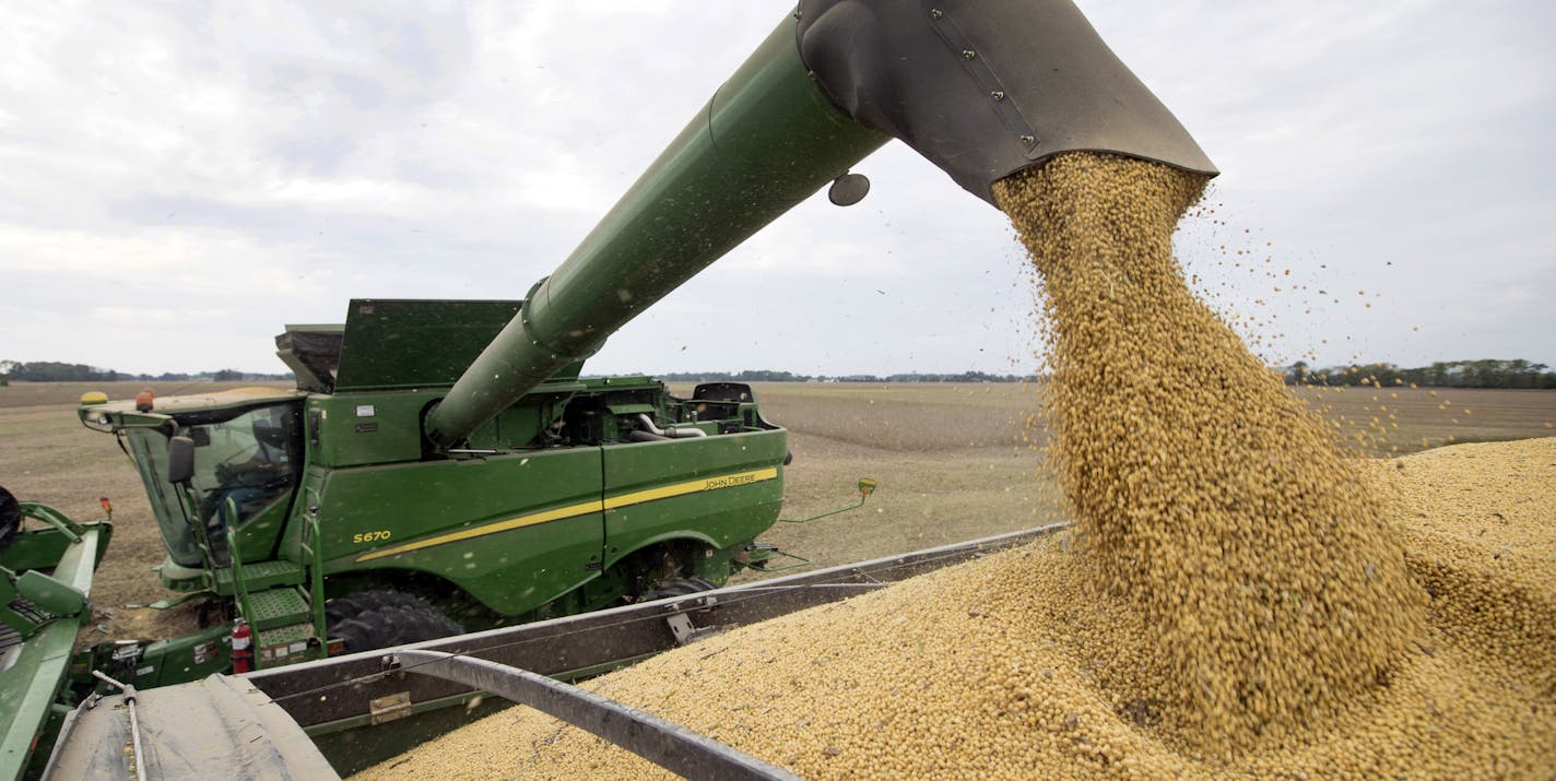 FILE - In this Sept. 21, 2018, file photo, Mike Starkey offloads soybeans from his combine as he harvests his crops in Brownsburg, Ind. For months, the U.S. economy has shrugged off the tariffs slapped by America and China on tens of billions of dollars of each other’s goods. In drawing up its list of targets, Beijing focused specifically on soybeans and other farm products in a direct shot at Trump supporters in the U.S. (AP Photo/Michael Conroy, File)