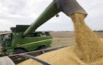 FILE - In this Sept. 21, 2018, file photo, Mike Starkey offloads soybeans from his combine as he harvests his crops in Brownsburg, Ind. For months, th