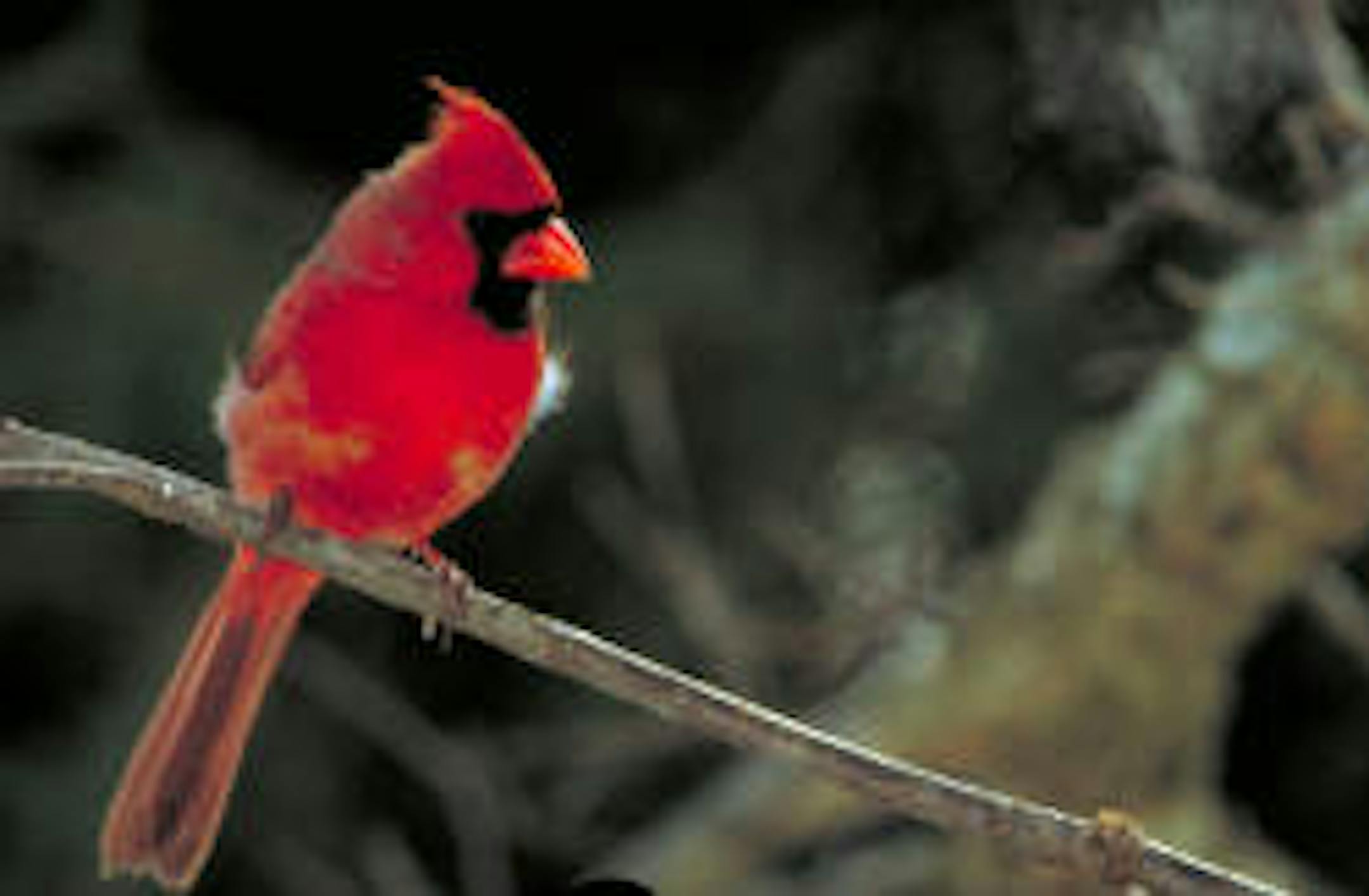 Northern cardinal