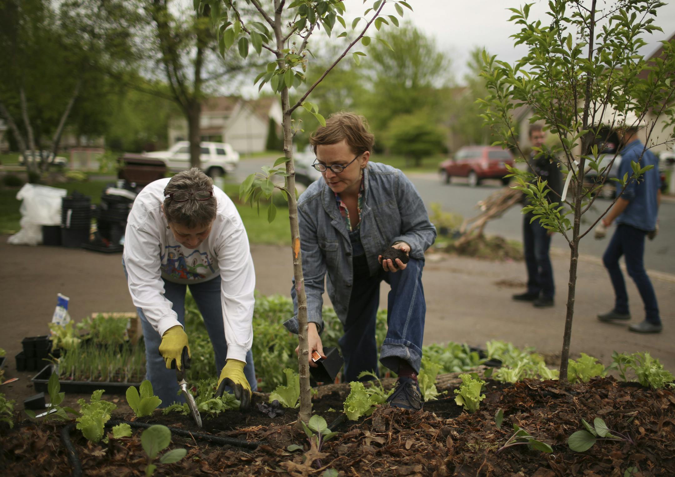A large cast of volunteers transformed a suburban Woodbury front yard into an "Edible Estate" over the weekend. John and Catherine Schoenherr's lawn was the subject of a makeover by artist Fritz Haeg, a Minnesota native who's currently an artist in residence at the Walker Art Center. Anna Bierbrauer, lead gardener on the project, put in plantings with her mother, Christy Meyer Sunday afternoon, May 26, 2013 in Woodbury. ] JEFF WHEELER • jeff.wheeler@startribune.com