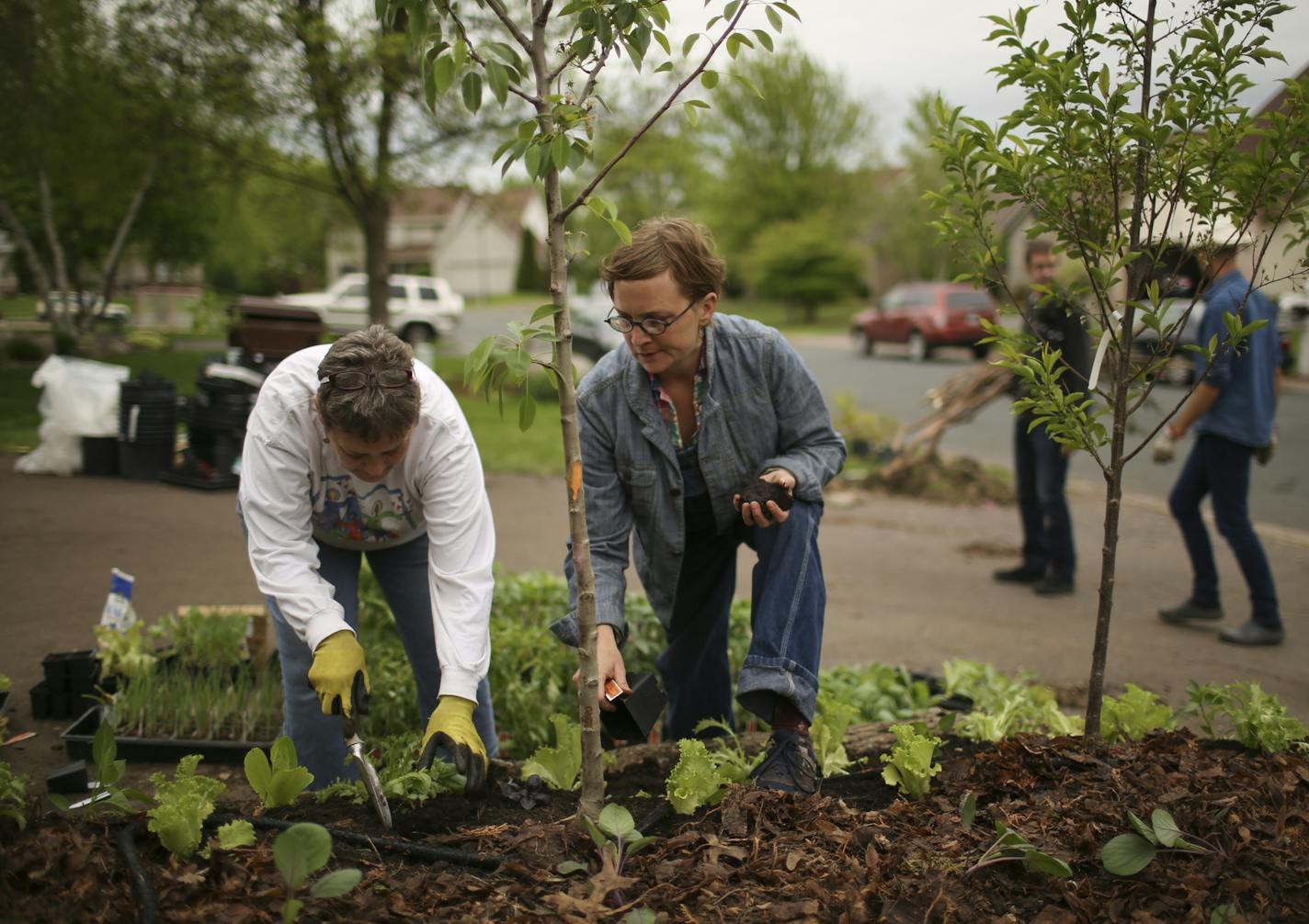 A large cast of volunteers transformed a suburban Woodbury front yard into an "Edible Estate" over the weekend. John and Catherine Schoenherr's lawn was the subject of a makeover by artist Fritz Haeg, a Minnesota native who's currently an artist in residence at the Walker Art Center. Anna Bierbrauer, lead gardener on the project, put in plantings with her mother, Christy Meyer Sunday afternoon, May 26, 2013 in Woodbury. ] JEFF WHEELER &#x2022; jeff.wheeler@startribune.com