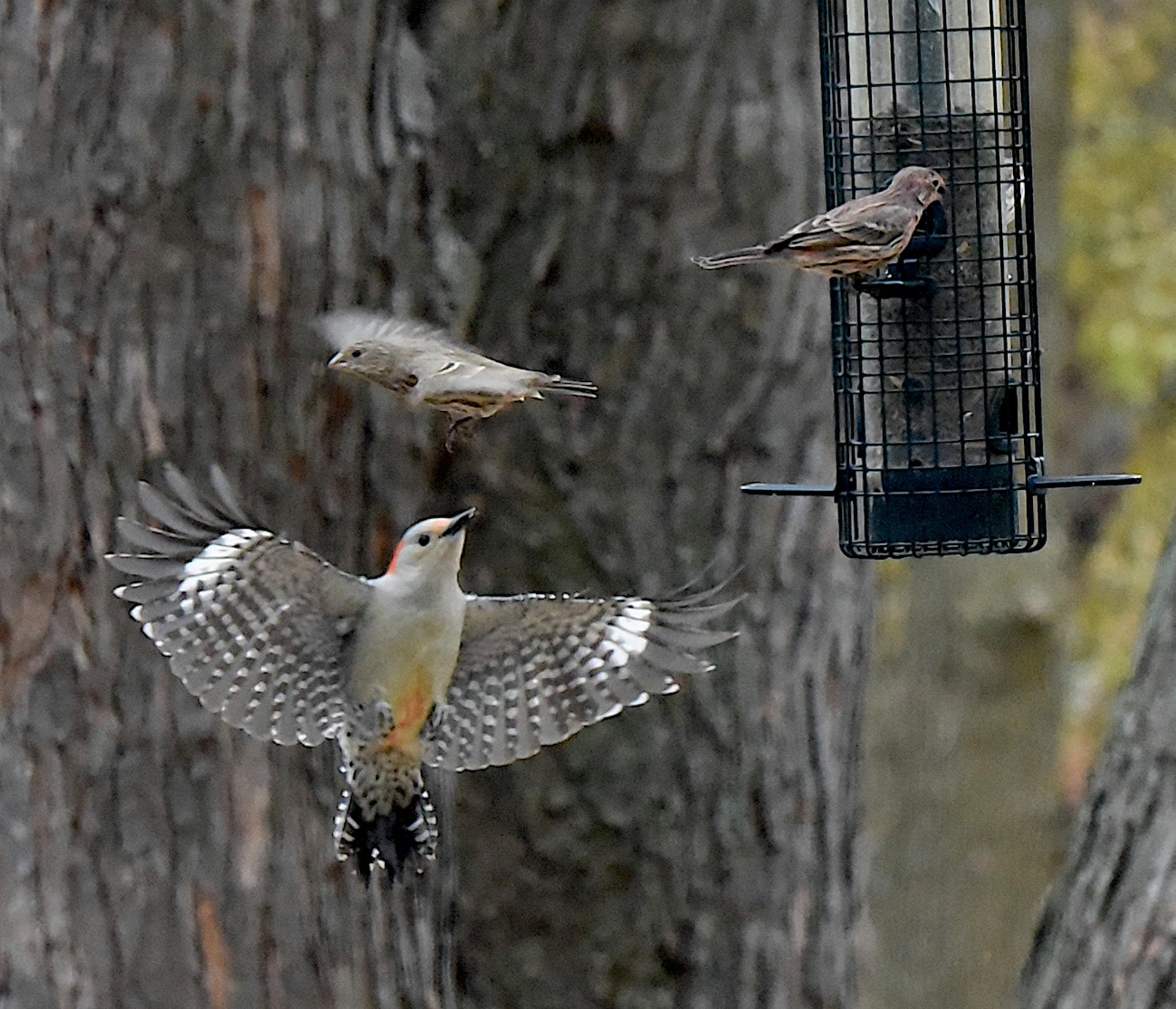 Red bellied woodpecker arrives at a feeder. Jim Williams photo