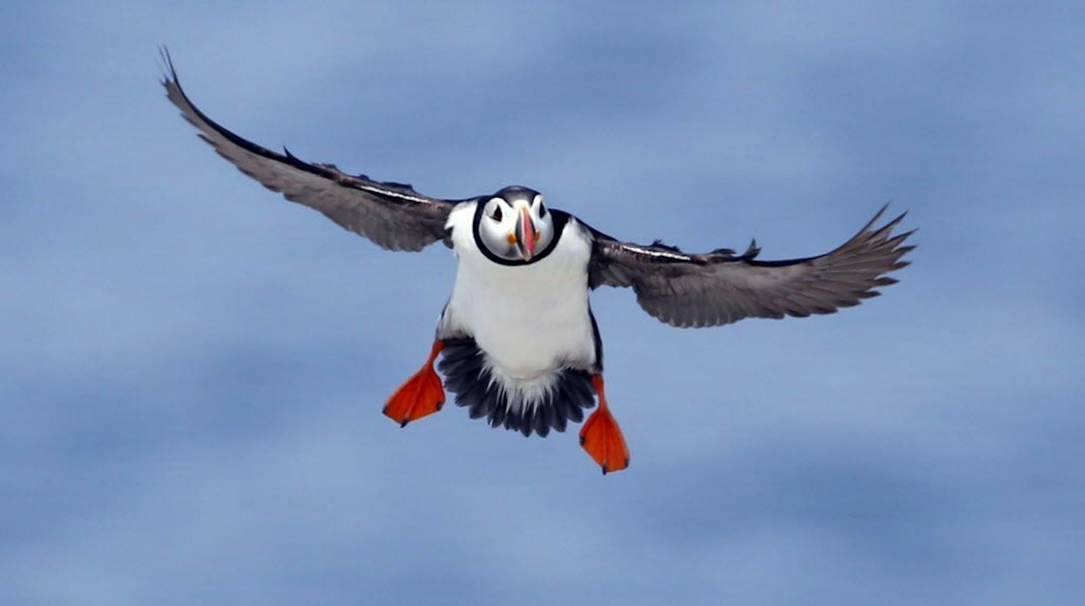 FILE--In this Aug. 1, 2014, file photo, an Atlantic puffin comes in for a landing on Eastern Egg Rock, a small island off the coast of Maine. Scientists say they have cracked the code about where Maine's beloved, colorful Atlantic puffins go in the winter. The answer is somewhat surprising: they float out in offshore waters off the New Jersey coast.