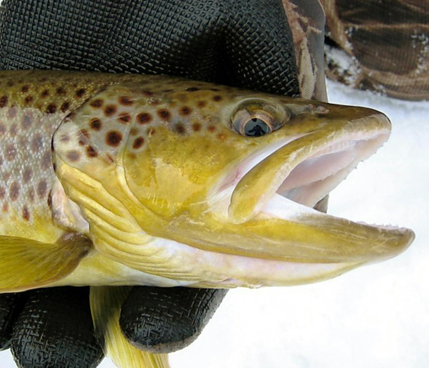 Researchers at the University of Minnesota are studying the winter food supply of trout in the Driftless Area of southeast Minnesota.