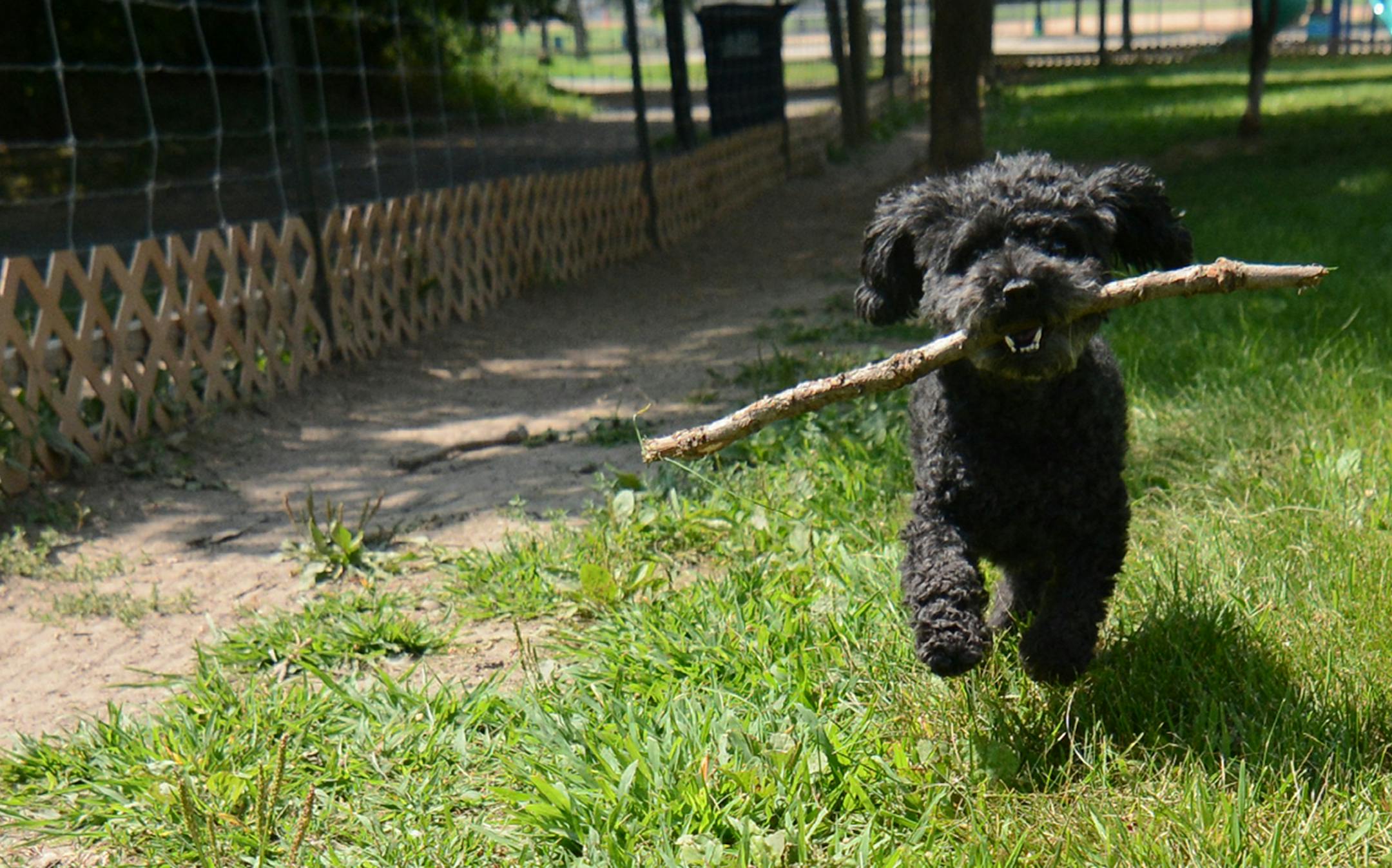 New dog park offerings in south metro. Photos by Liz Rolfsmeier, Special to the Star Tribune