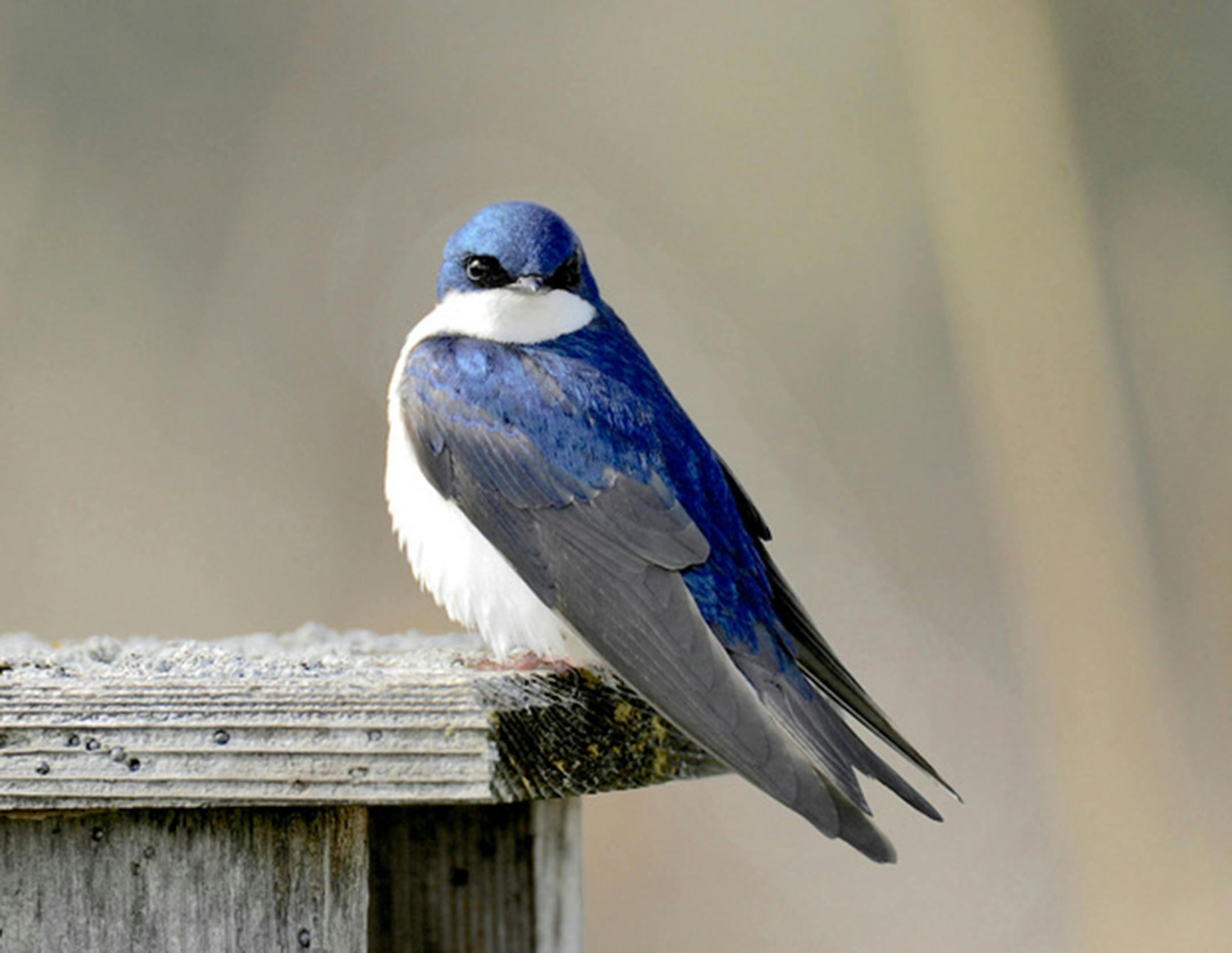Tree swallow. Jim Williams photo
