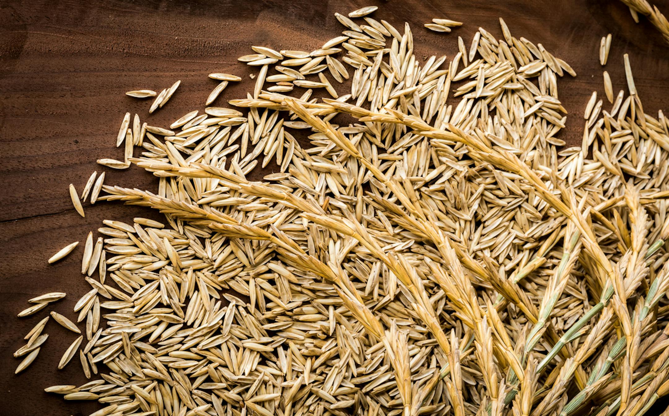 Closeup of threshed Kernza perennial grain seeds and unthreshed Kernza seed heads.
Kernza is a new perennial wheat developed by the UM and Kansas Land Institute. With long roots, it uses less water, holds soil and captures carbon. It also tastes great!
