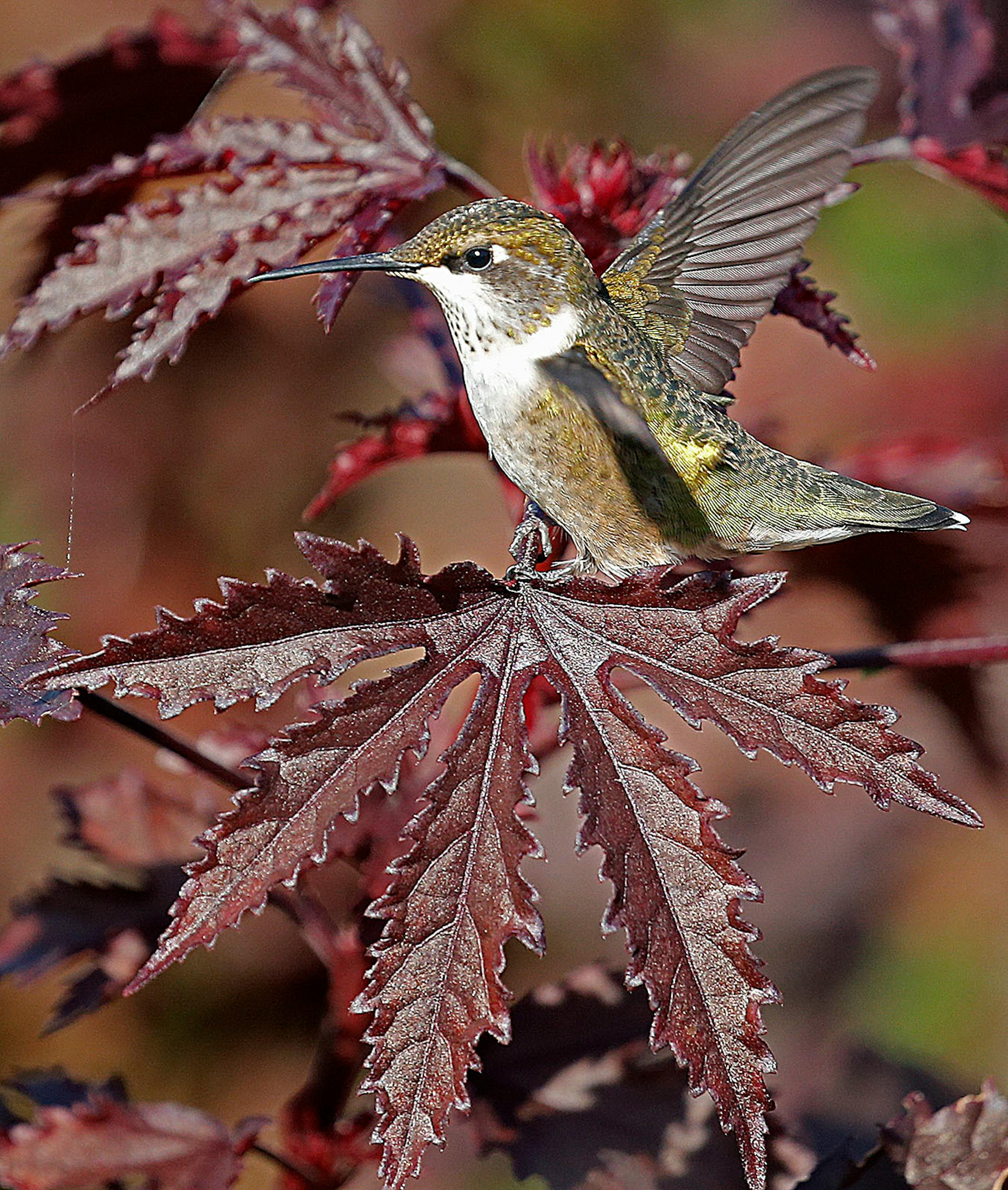 Longfellow Gardens, with its varied perennials and annuals attract Hummingbird. By Regina Marie Williams. for the Focus page done by Nicole Hvidsten.