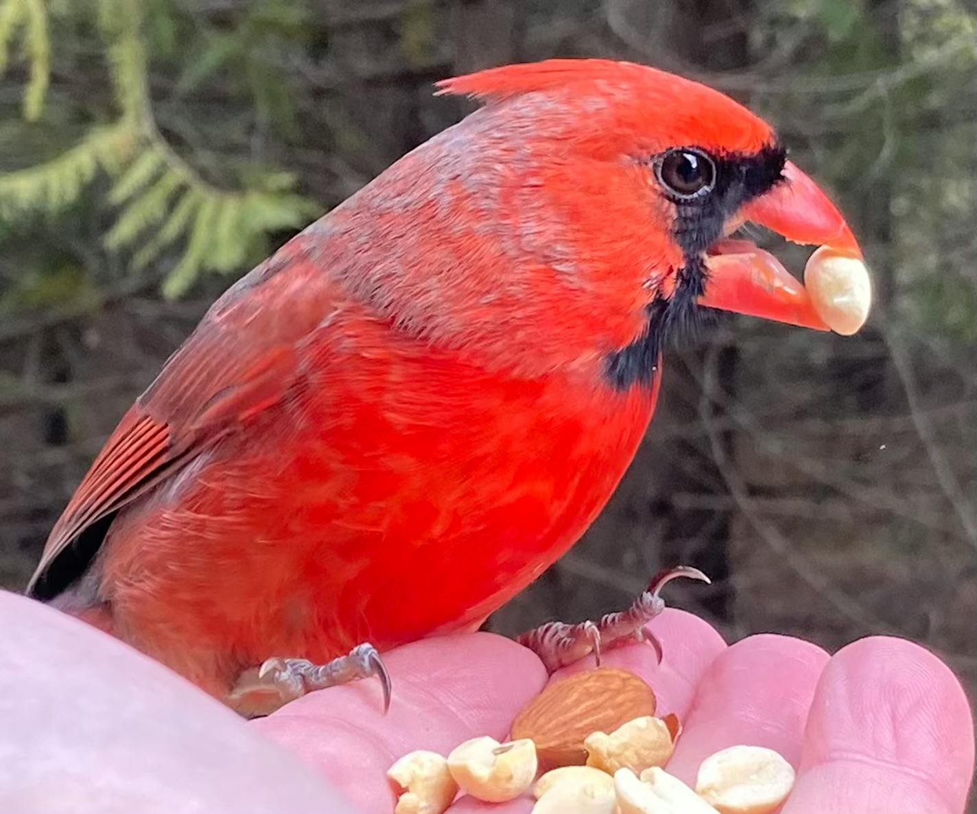 A male cardinal with a nut in its beak perches on a hand filled with nuts.