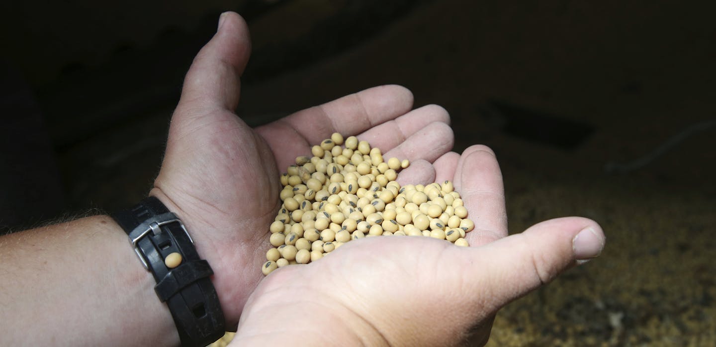 In this July 18, 2018 photo, soybean farmer Michael Petefish holds soybeans from last season's crop at his farm near Claremont in southern Minnesota. American farmers have put the brakes on unnecessary spending as the U.S.-China trade war escalates, hoping the two countries work out their differences before the full impact of China's retaliatory tariffs hits American soybean and pork producers. (AP Photo/Jim Mone)