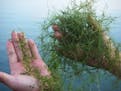 A native lake weed, Chara, is at left, compared with the starry stonewort, at right.