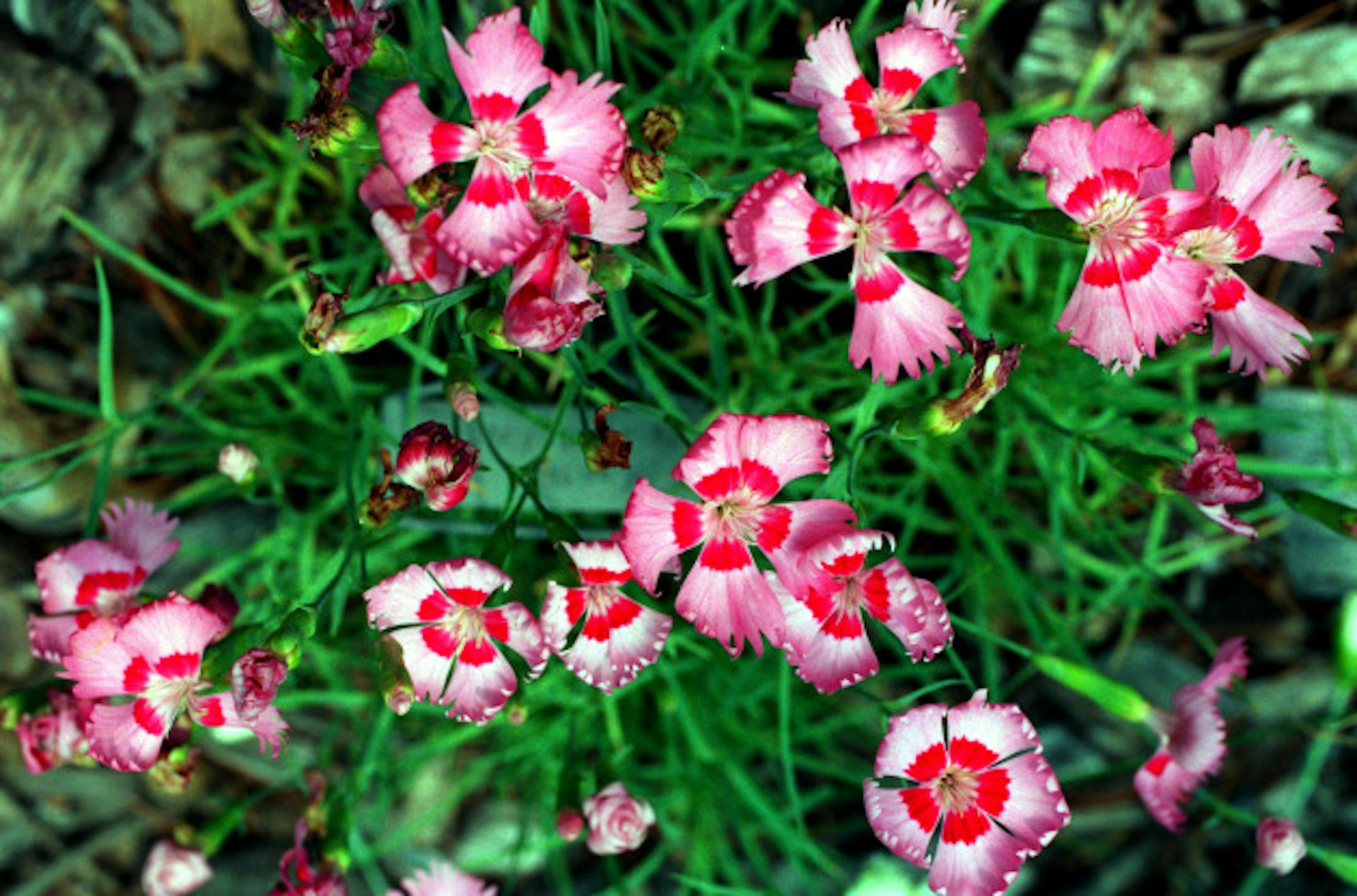 RING OF FIRE DIANTHUS FLOWERS IN BARB TROSTAD-PETERSON'S MOUNDS VIEW GARDEN.