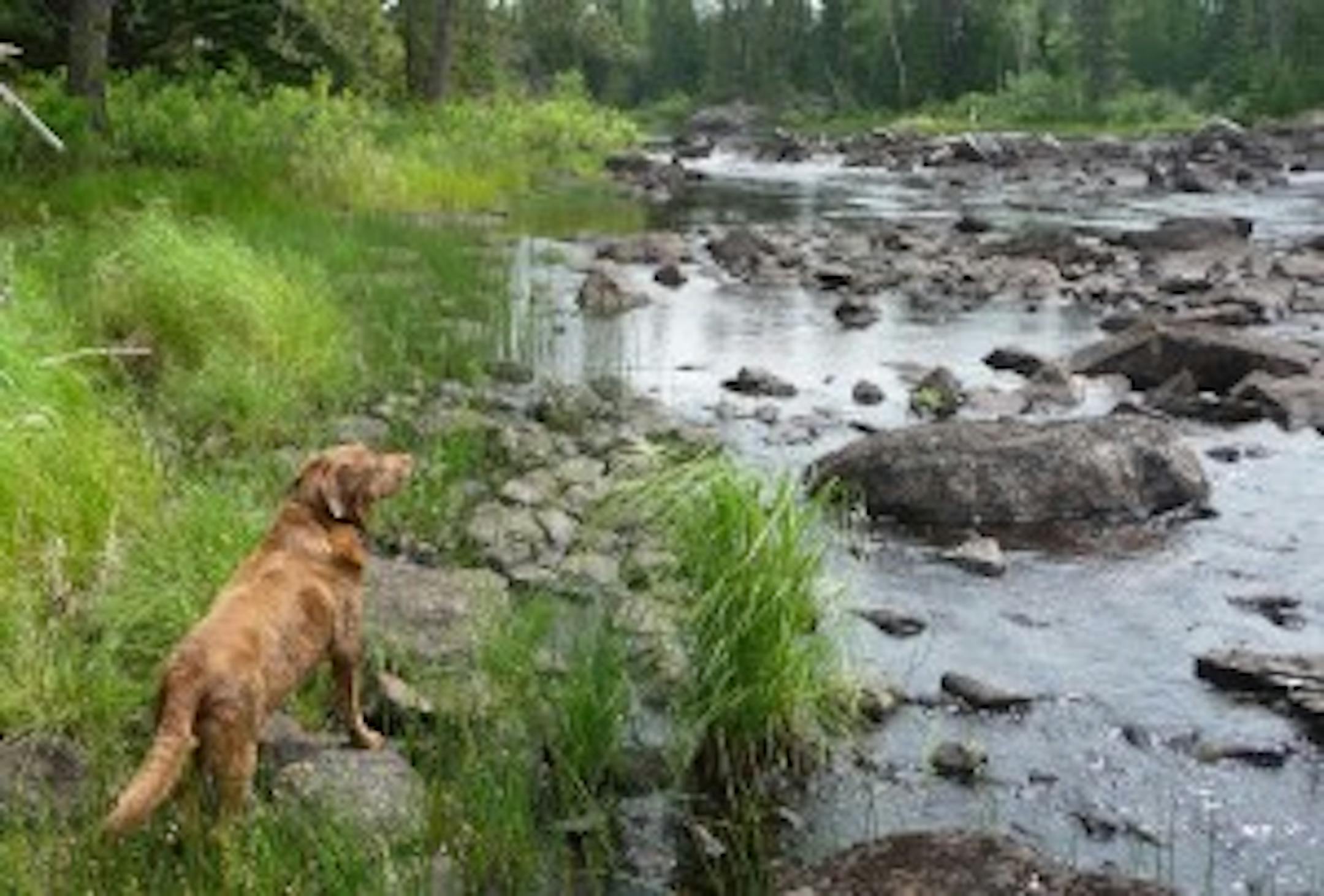Lexee-dog surveys the rapids of the South Kawishiwi River.