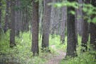 Bohall Woods in Itasca State Park is one of the oldest stands of Red and white pines left in the state. Scars on the trees remain from a fire in the 1