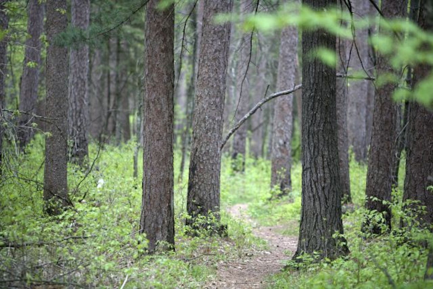 Bohall Woods in Itasca State Park is one of the oldest stands of Red and white pines left in the state. Scars on the trees remain from a fire in the 1700s.