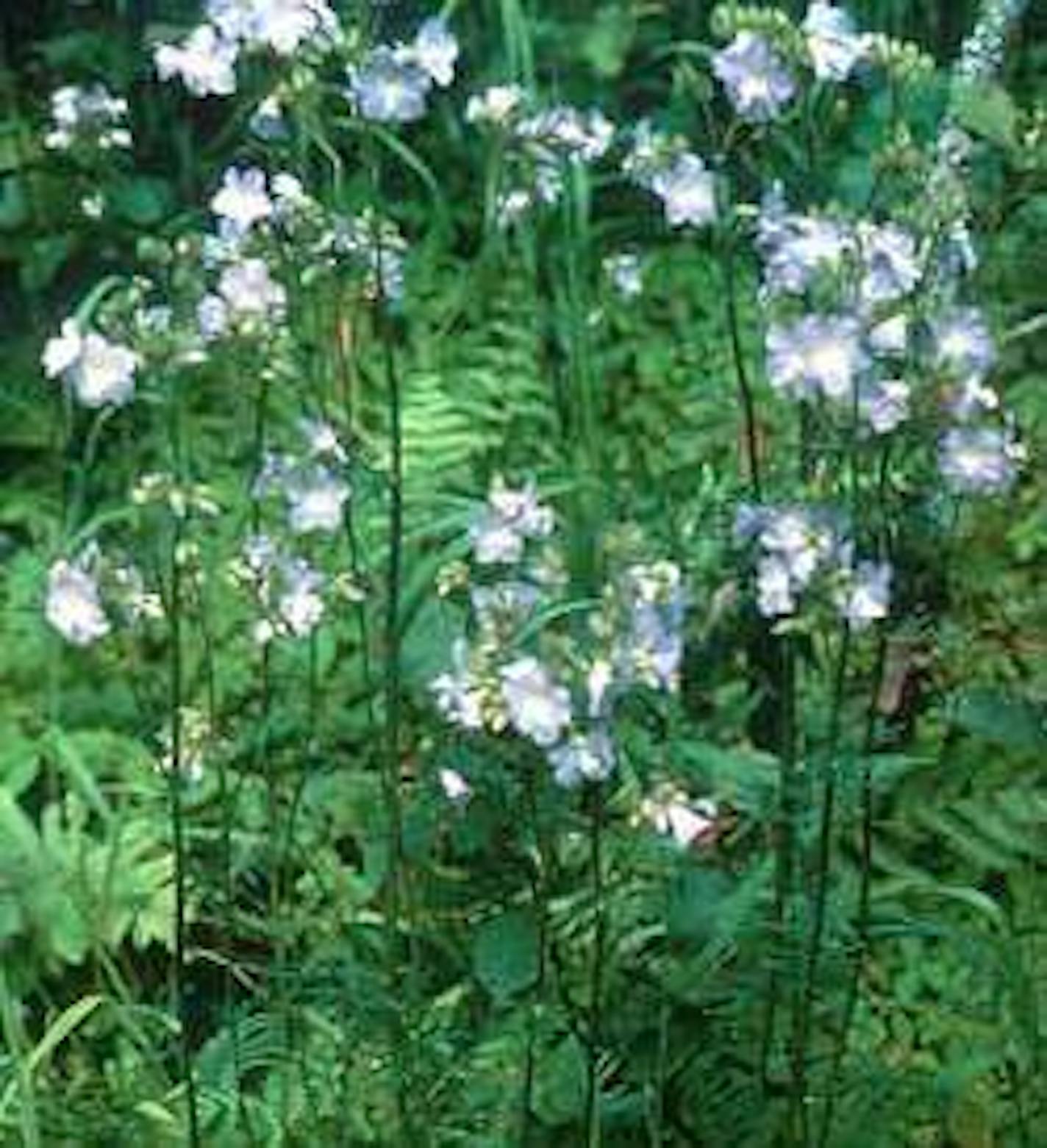 DNR photo: Western Jacob's ladder, an endangered wildflower the arboretum is working to preserve.