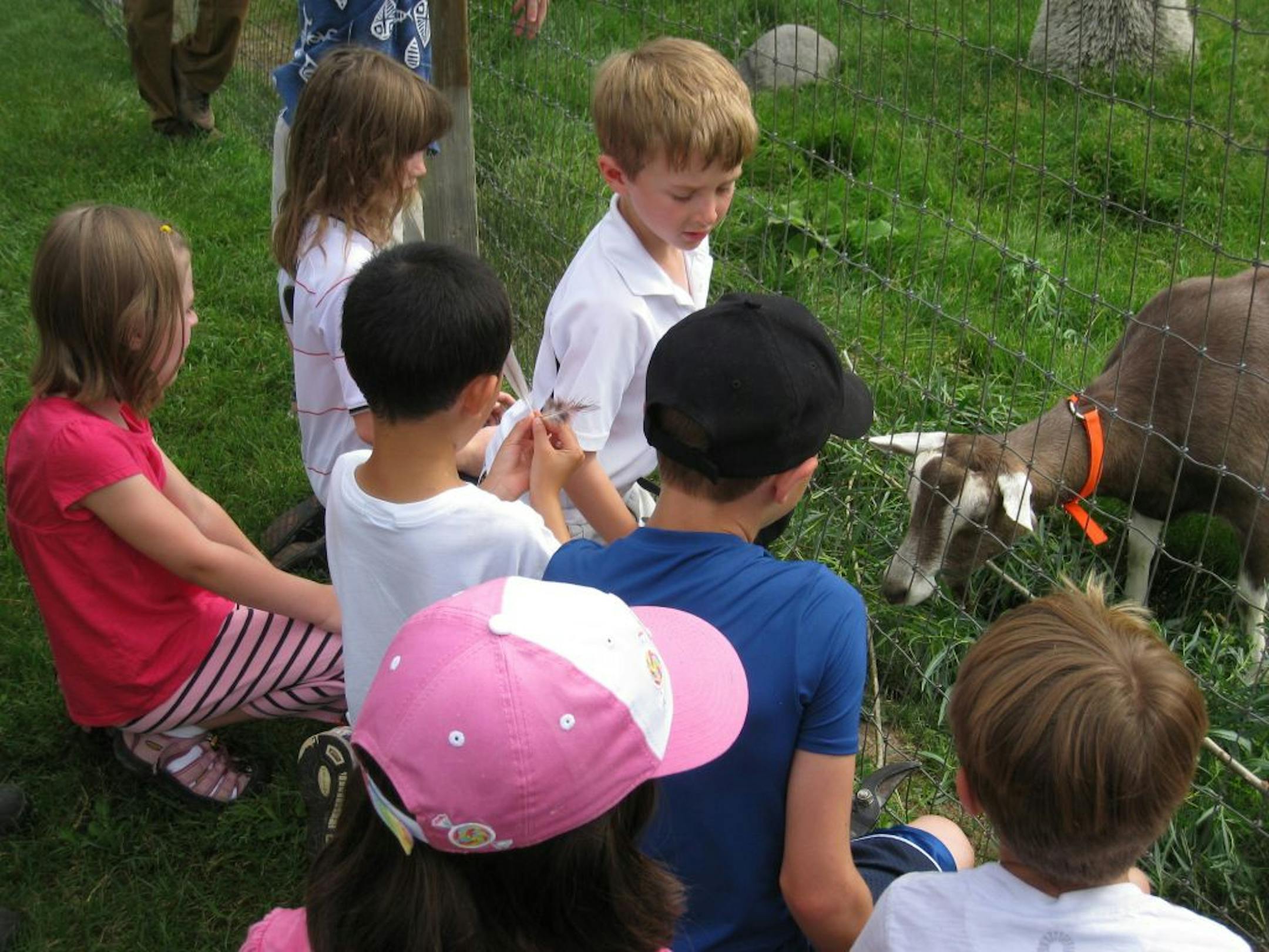 Kids feed the goats at the Dodge Nature Center's working farm in West St. Paul.