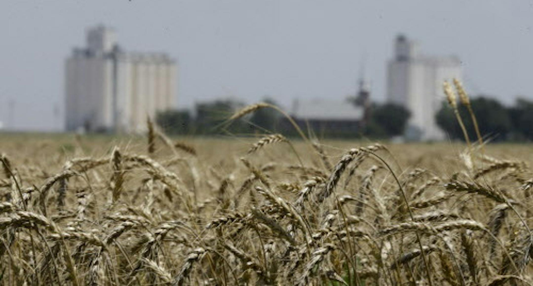 FILE -- In this June 21, 2015 file photo, wheat stands ready for harvest in a field near Anthony, Kan. Grain elevators are bracing for a big winter wheat crop in Kansas. But elevators are brimming with last year's crops due to lackluster exports and low prices. Industry group Kansas Grain and Feed Association says elevators have added storage and have been moving a grain out of the state on long trains to make more room. (AP Photo/Orlin Wagner, File)
