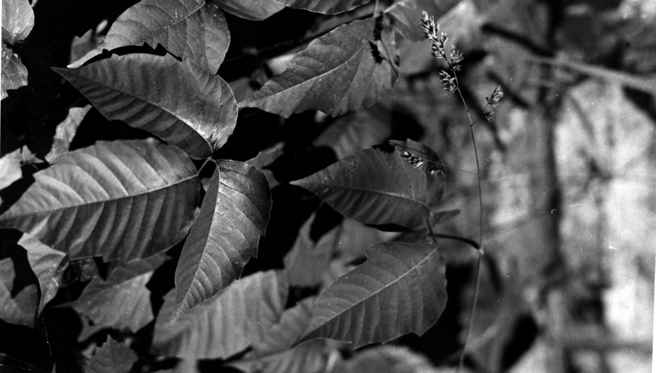 HG1IVY13 Poison Ivy with Berries and common five leaf ivy in the Lower right corner. Star Tribune files not dated ORG XMIT: MIN2014062716092333