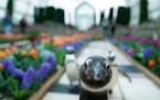 When the pandemic closed the Marjorie McNeely Conservatory to the public, penguins from the nearby Como Zoo strolled the Sunken Garden with their keep