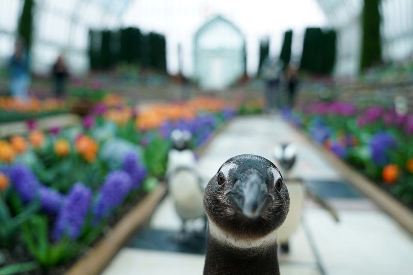 When the pandemic closed the Marjorie McNeely Conservatory to the public, penguins from the nearby Como Zoo strolled the Sunken Garden with their keepers. The conservatory has reopened -- but visitors must wear masks and stay several penguin-lengths apart. Anthony Souffle/Star Tribune