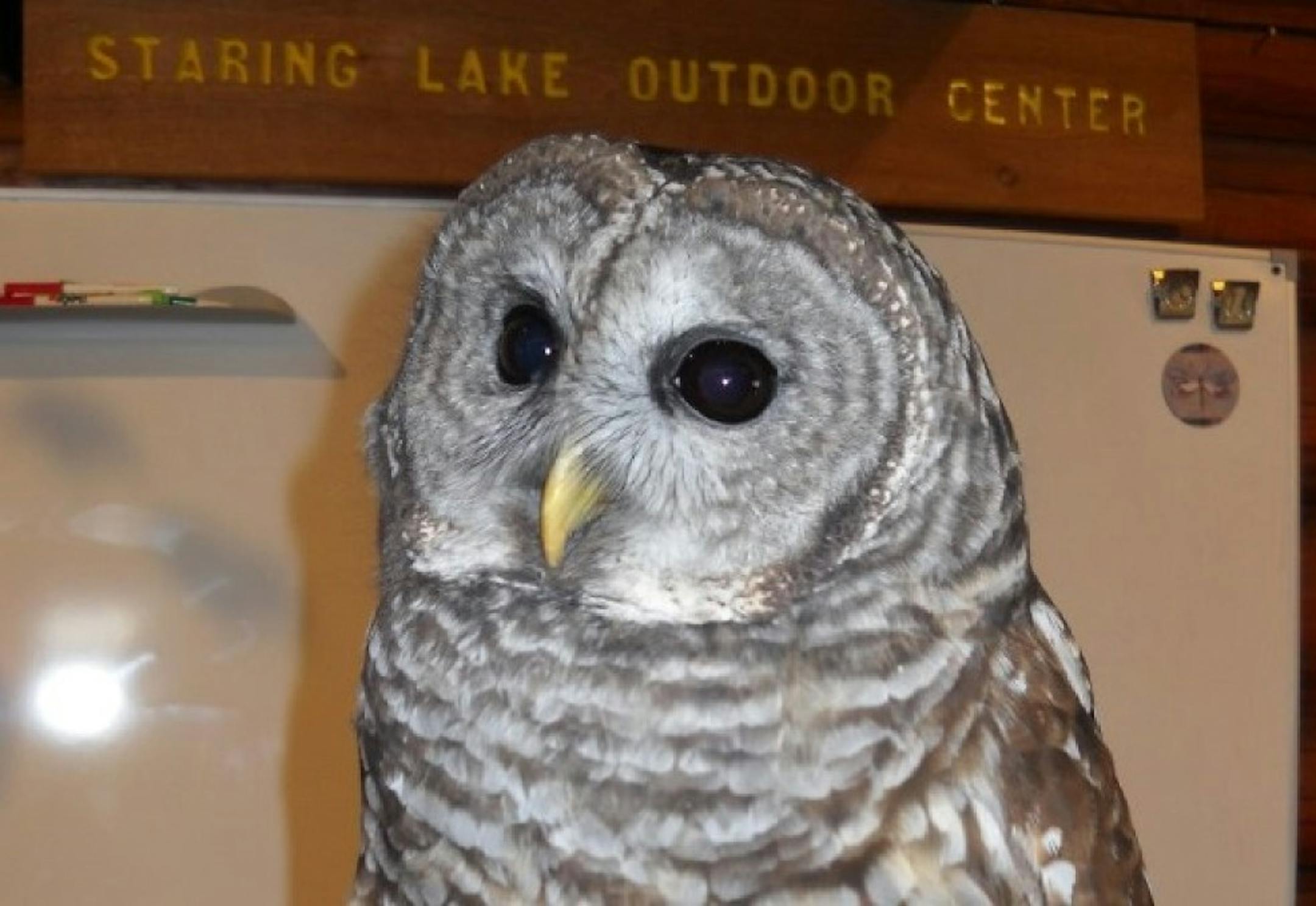 Whisper, the Eden Prairie owl with the new name.