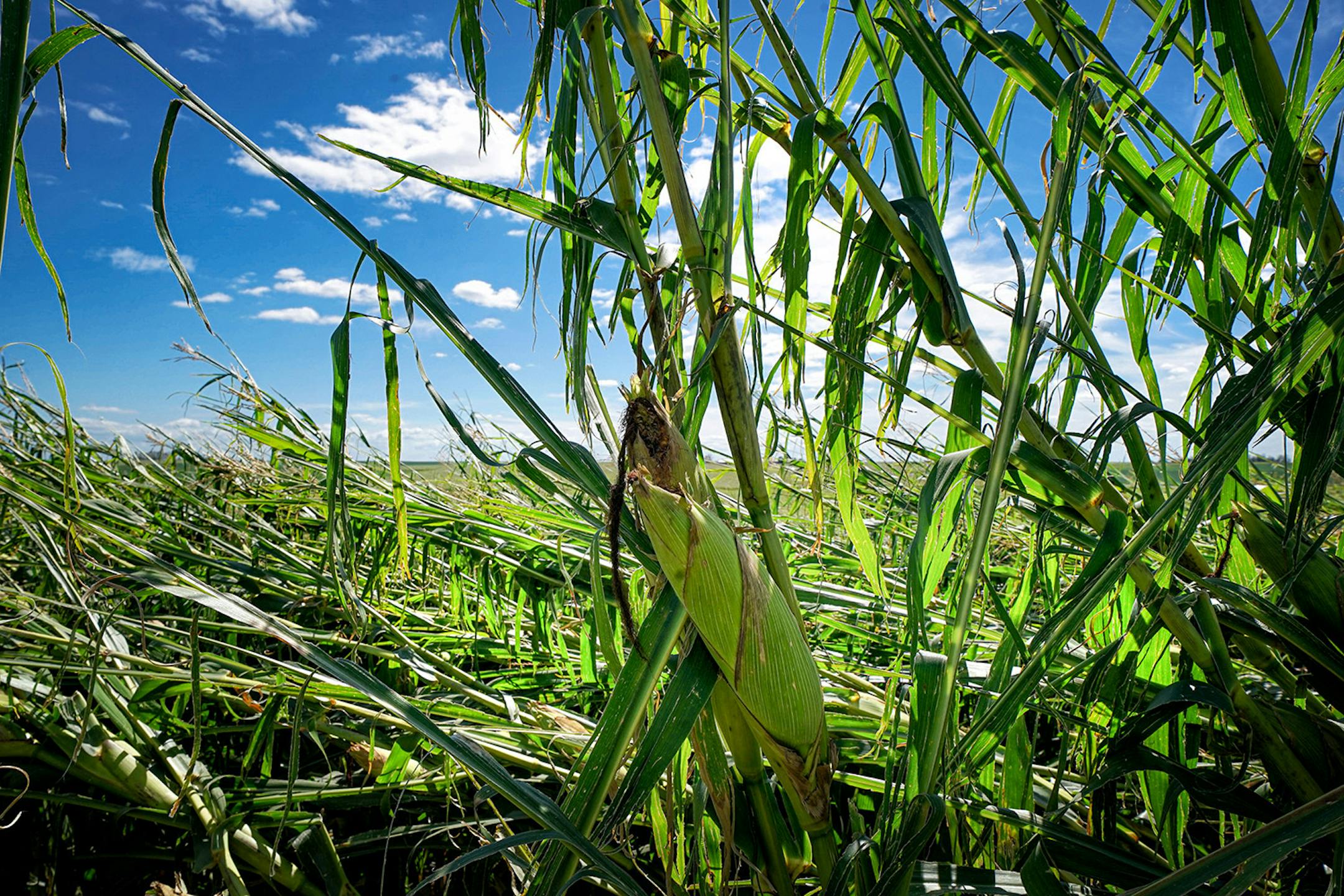 More than 40 percent of Iowa's corn crop was affected by last week's derecho with approximately 10 million acres flattened or shredded. These fields are near Keystone, Iowa.