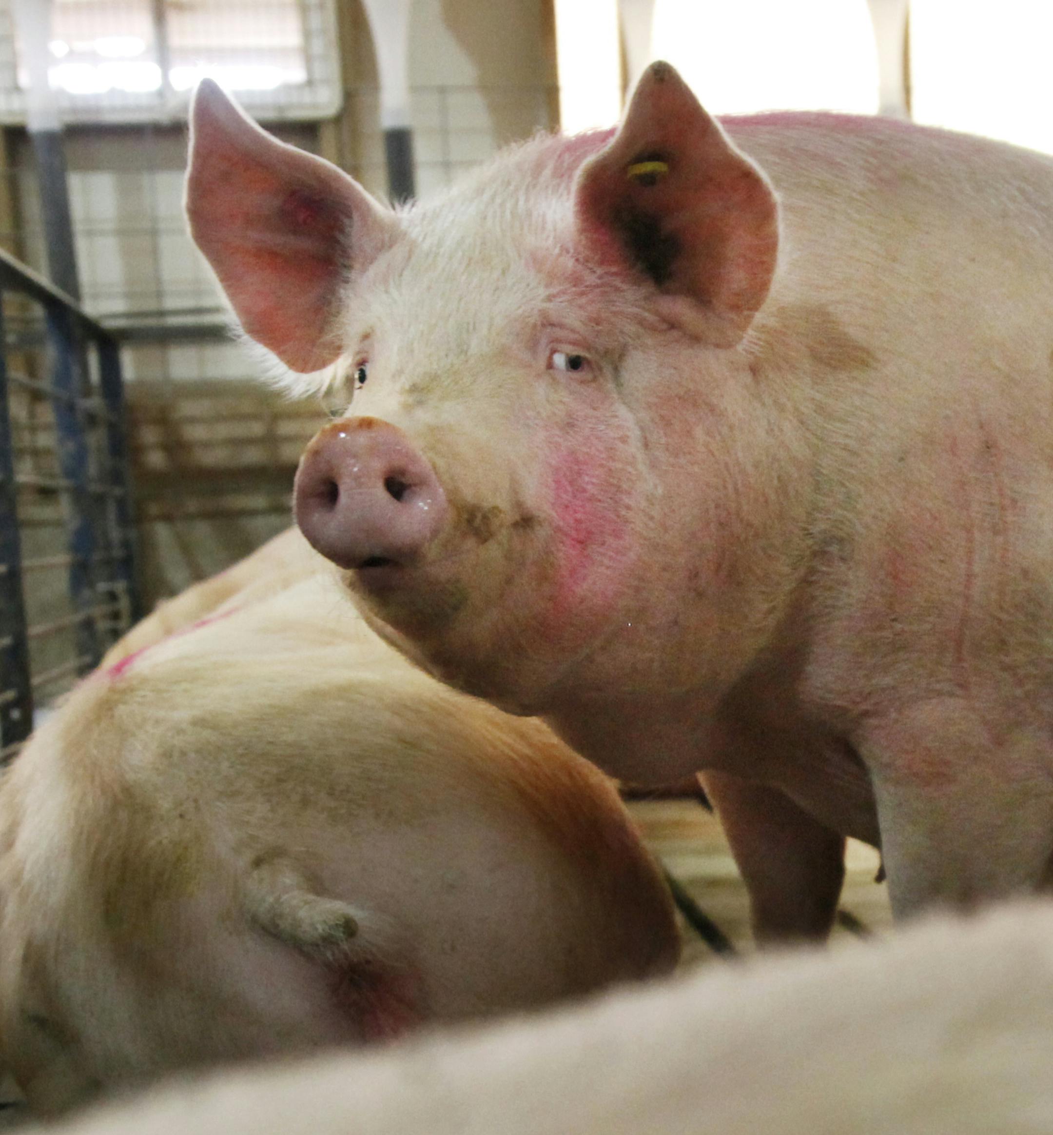 At the Cargill pig farm in Dalhart, Texas, the pigs enjoy group housing with relative freedom to socialize and drink water as they please. ]richard.tsong-taatarii/rtsong-taatarii@startribune.com