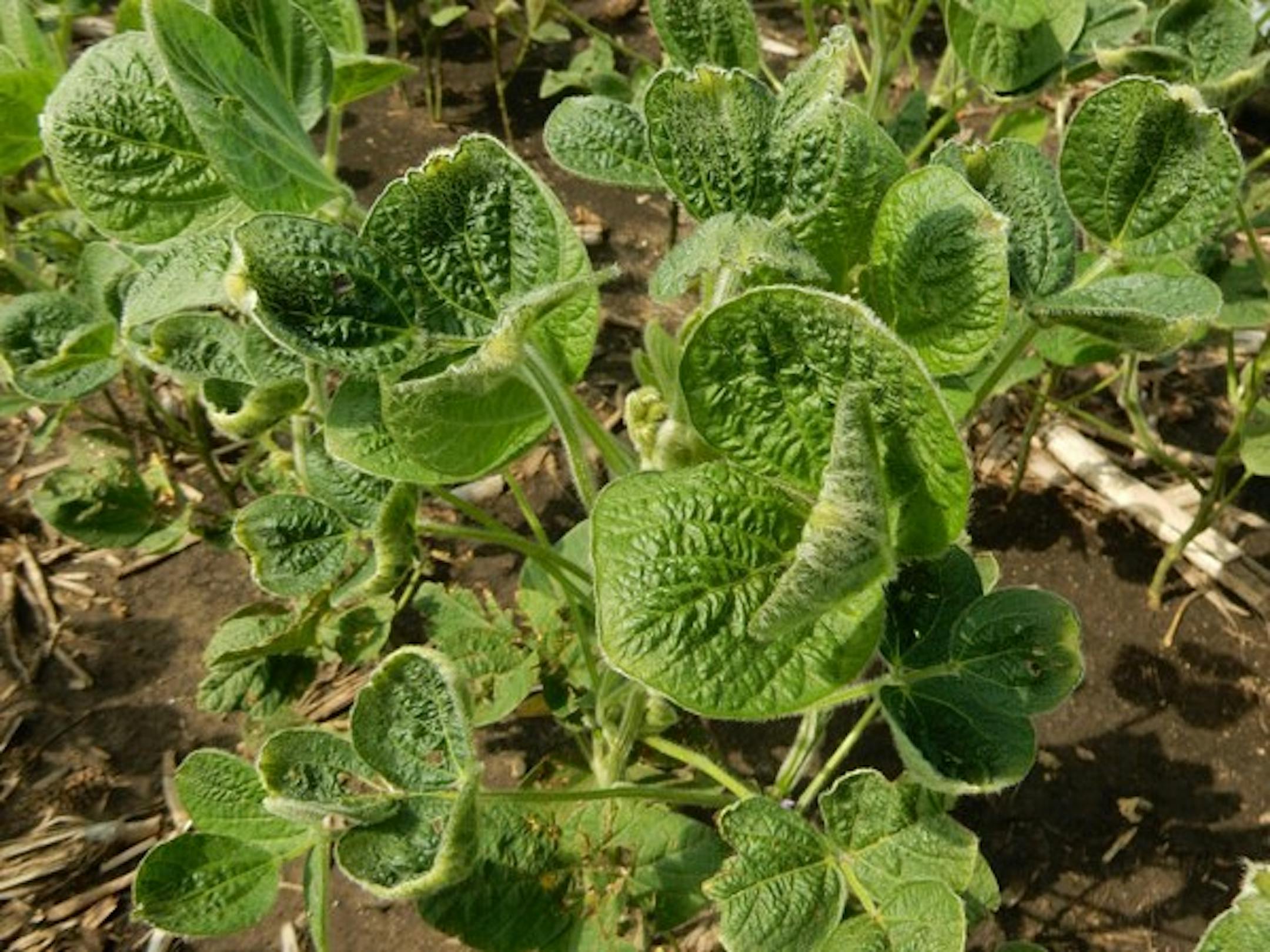 Soybean plants exposed to dicamba show a "cupping effect" in which the leaves turn up at the edges.