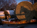 A horse's shadow was cast on a bale of hay at the Jellison's farm in Carver Wednesday at sunset.